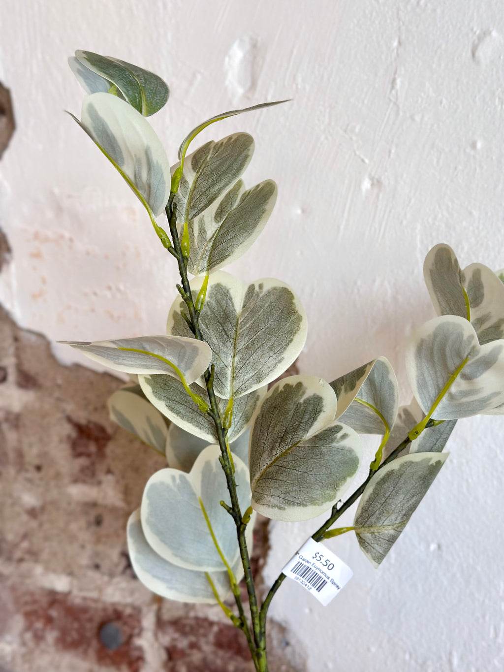 28" Garden Euynomus Spray