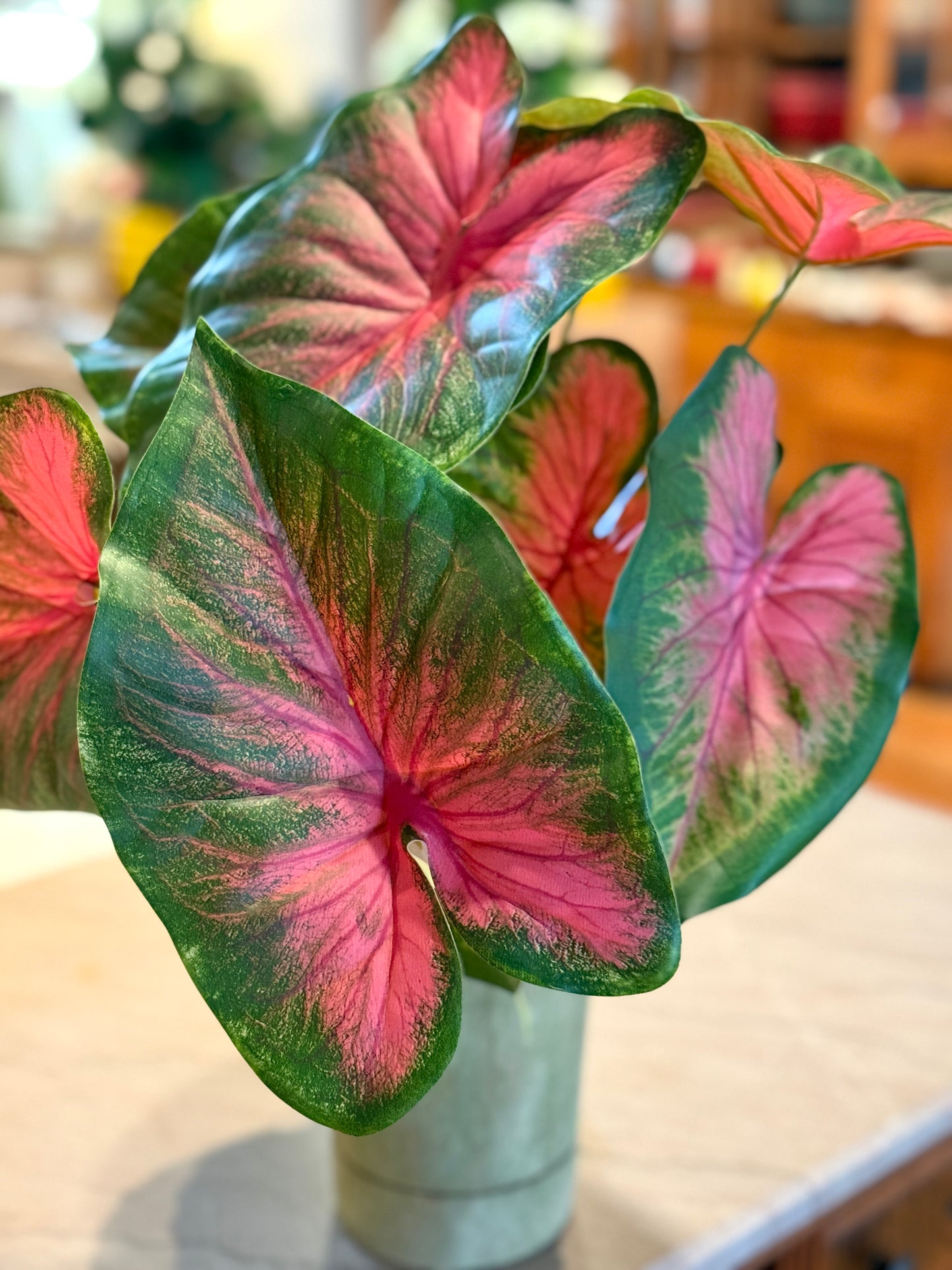 21" CALADIUM PLANT