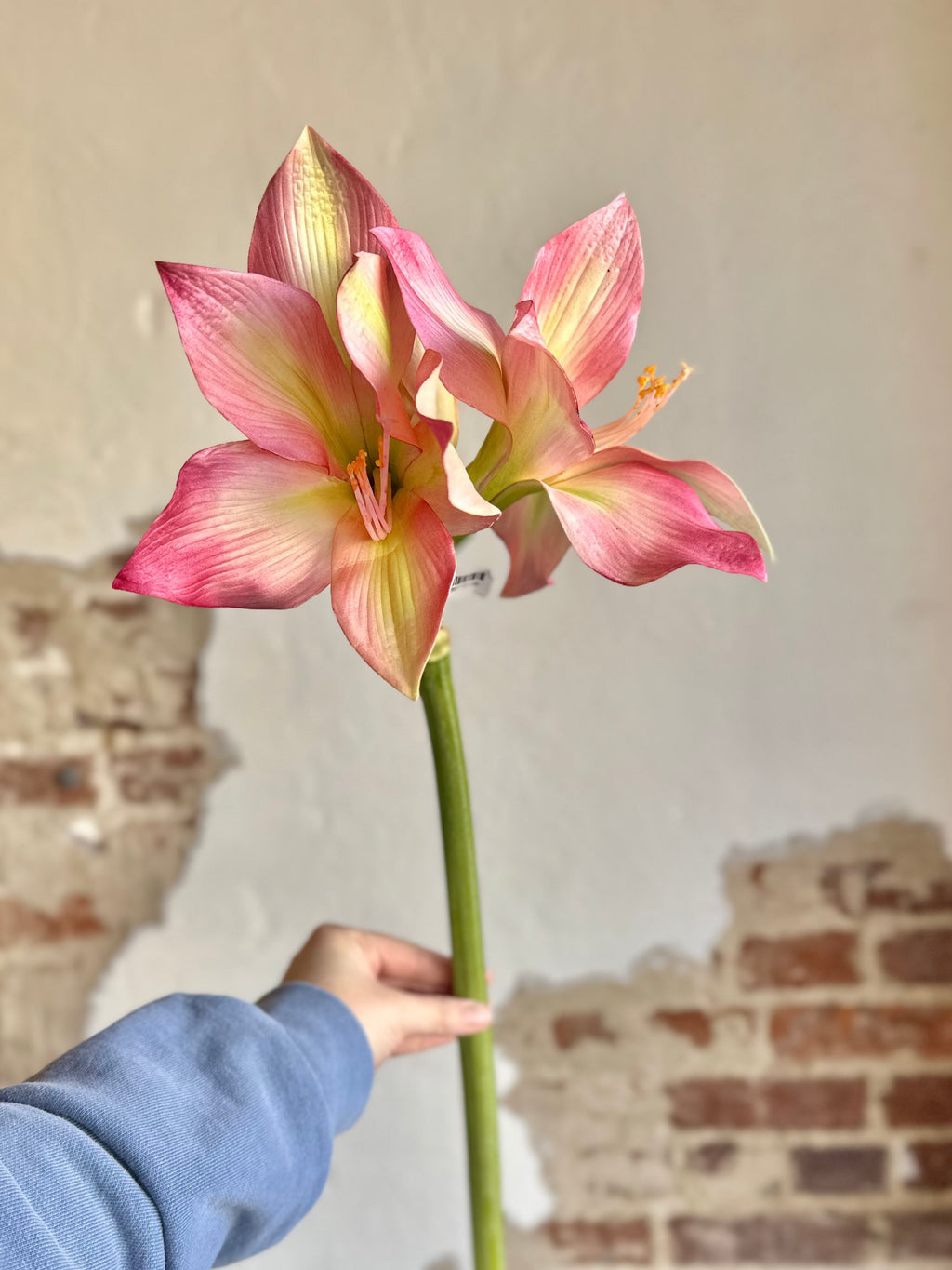 28" Amaryllis- Mauve