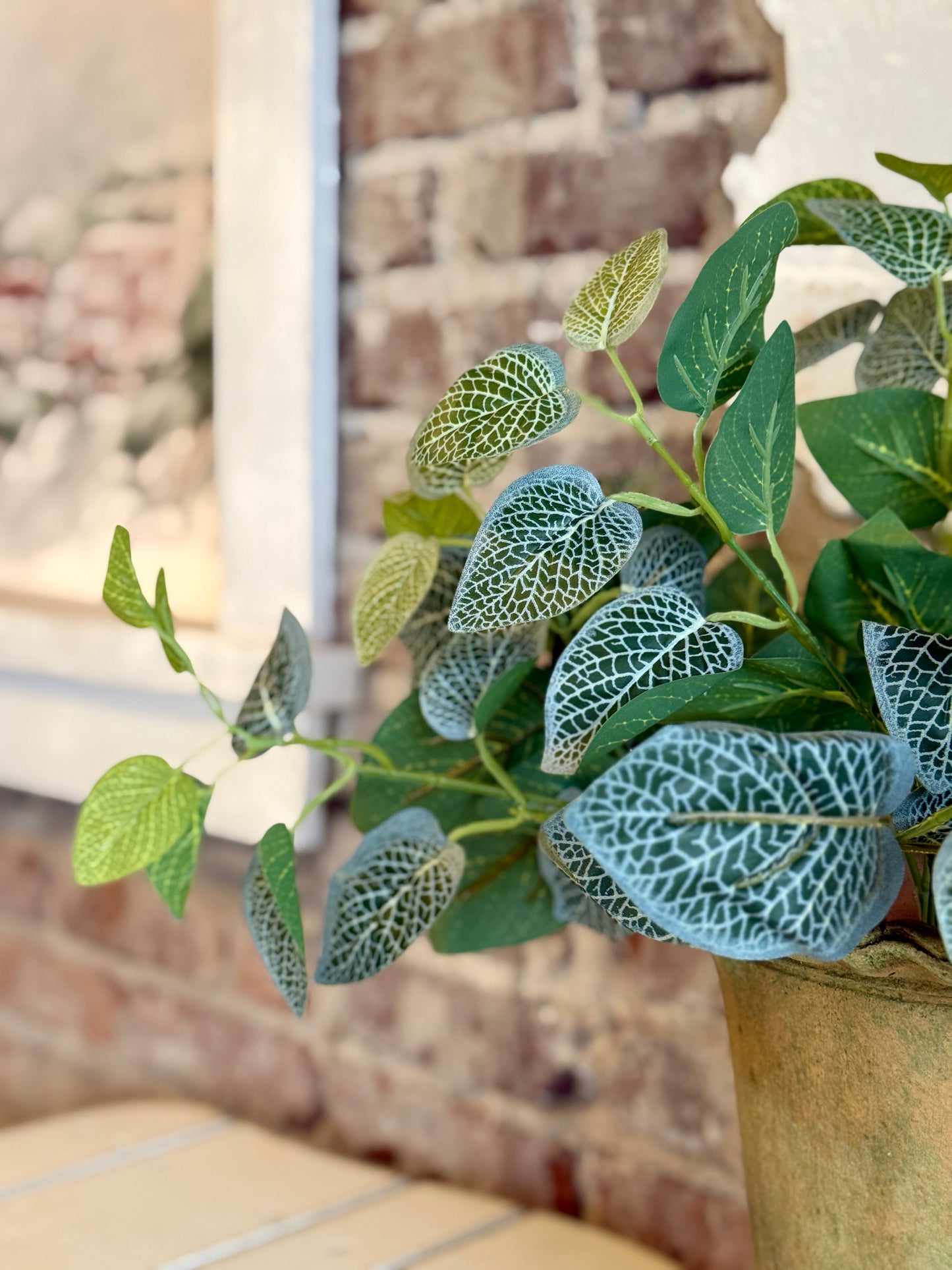 17" UV TREATED FITTONIA BUSH