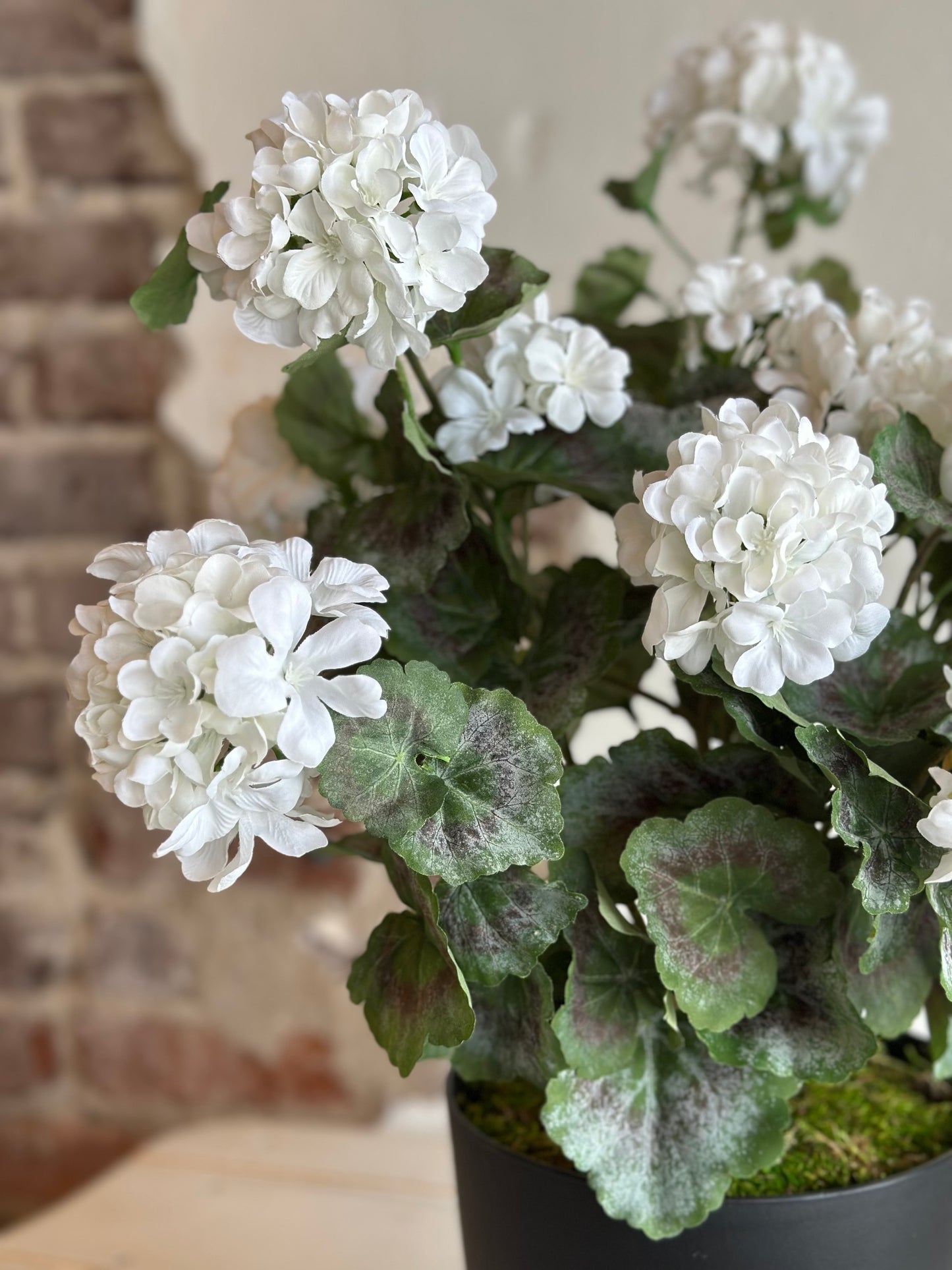 White Potted Mini Geranium