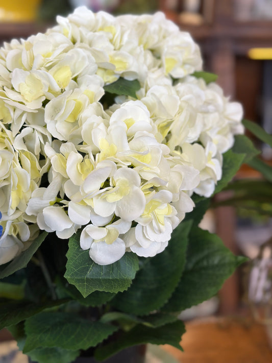 22" Potted Garden Hydrangea White