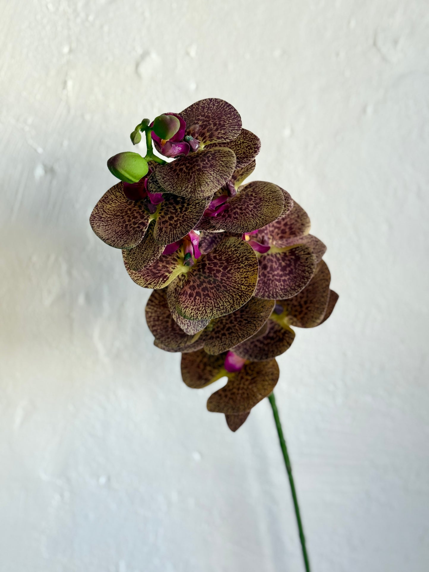 28" GREENHOUSE PHALAENOPSIS SPRAY