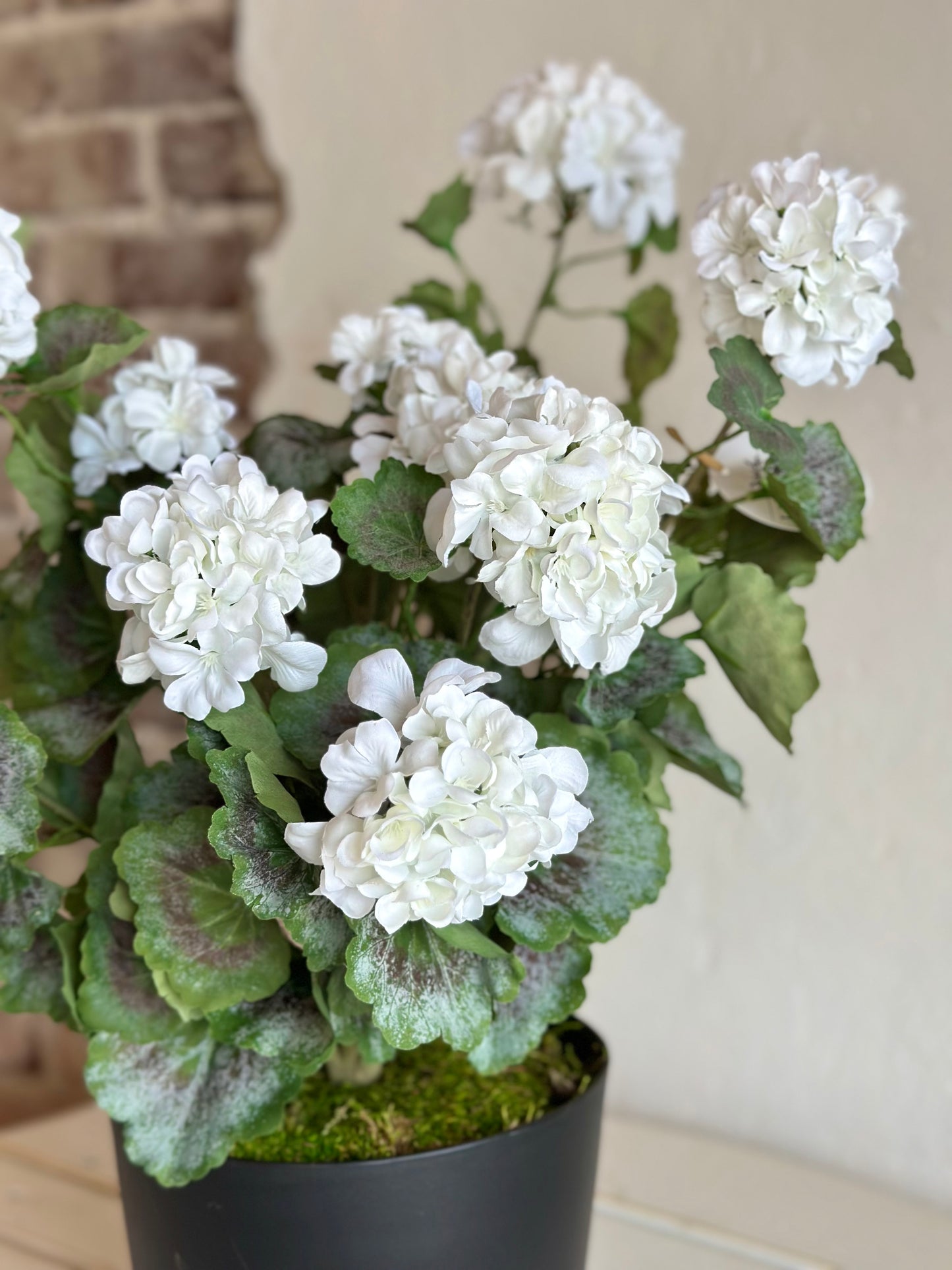White Potted Mini Geranium