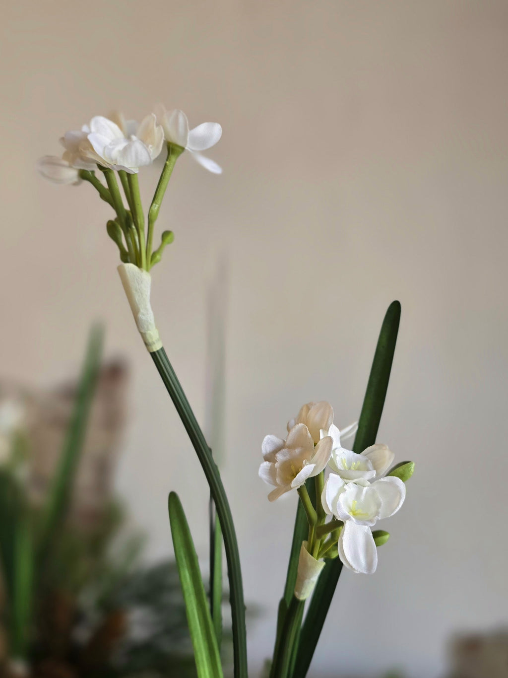 Classic Paperwhite and Pinecone in White Urn