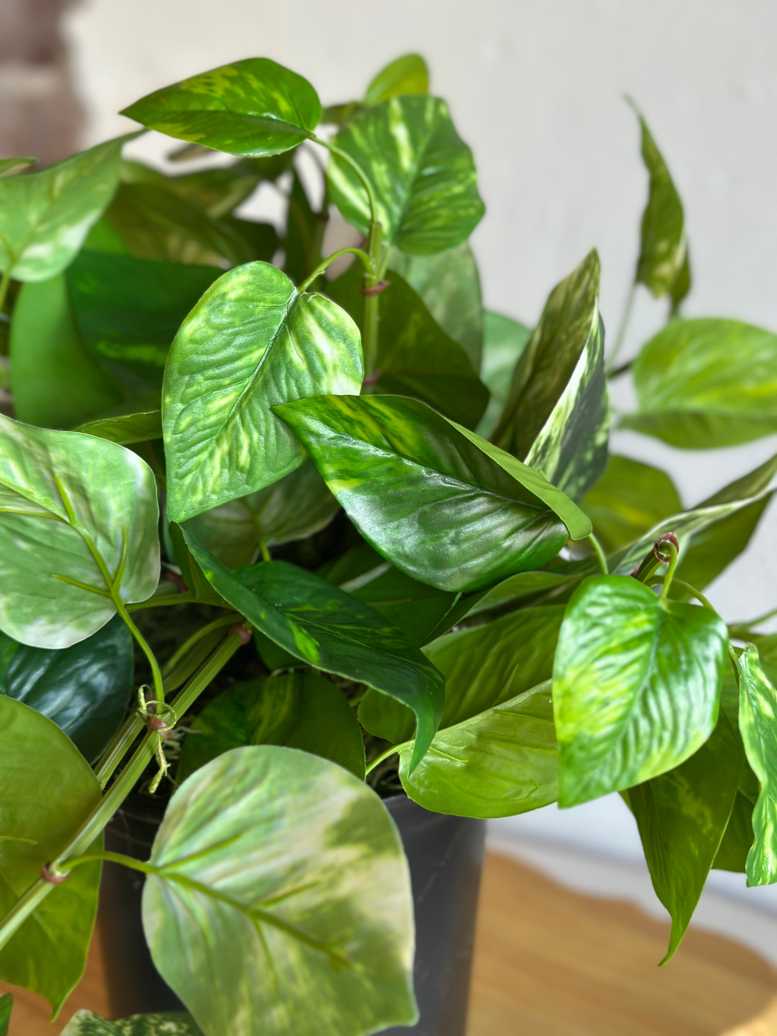 UV-Protected Pothos Pot-filler
