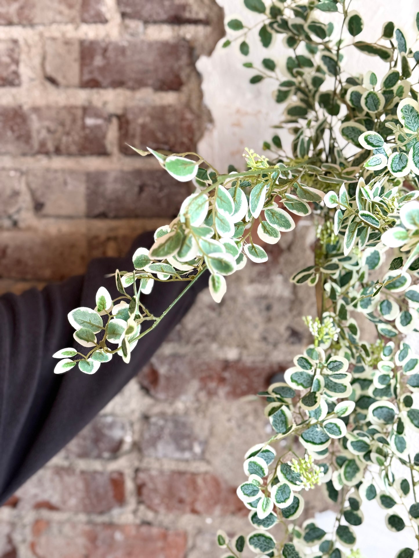 35" HANGING VARIEGATED BUTTON LEAF BUSH