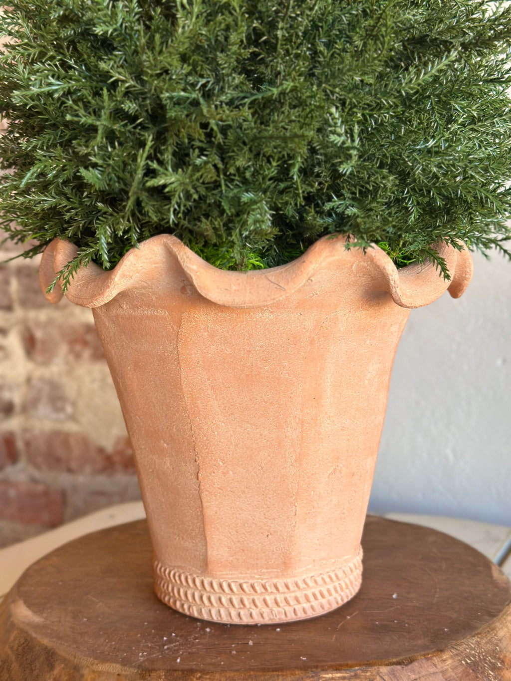 Botanical Colletion- Evergreen in Terracotta