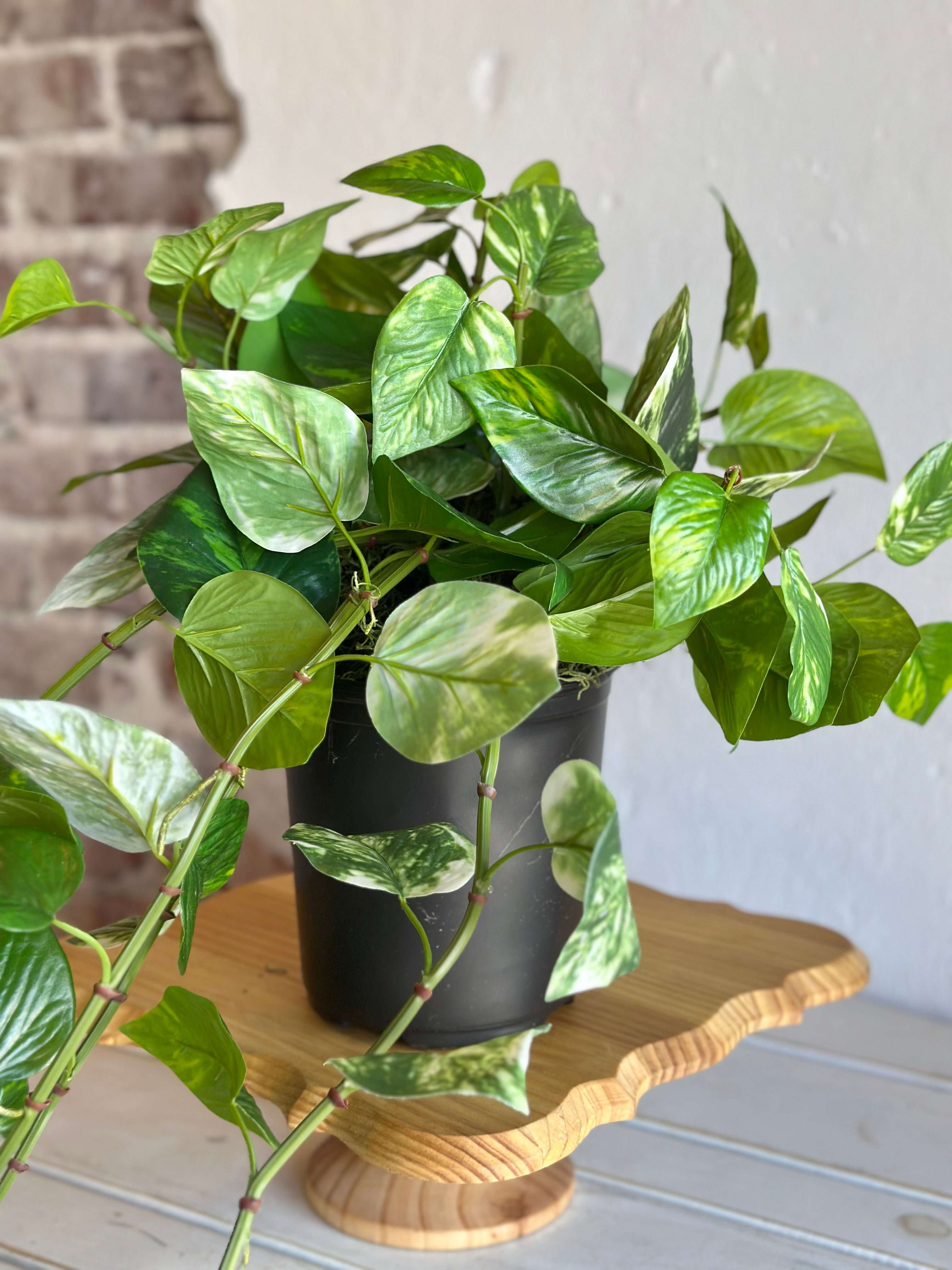UV-Protected Pothos Pot-filler