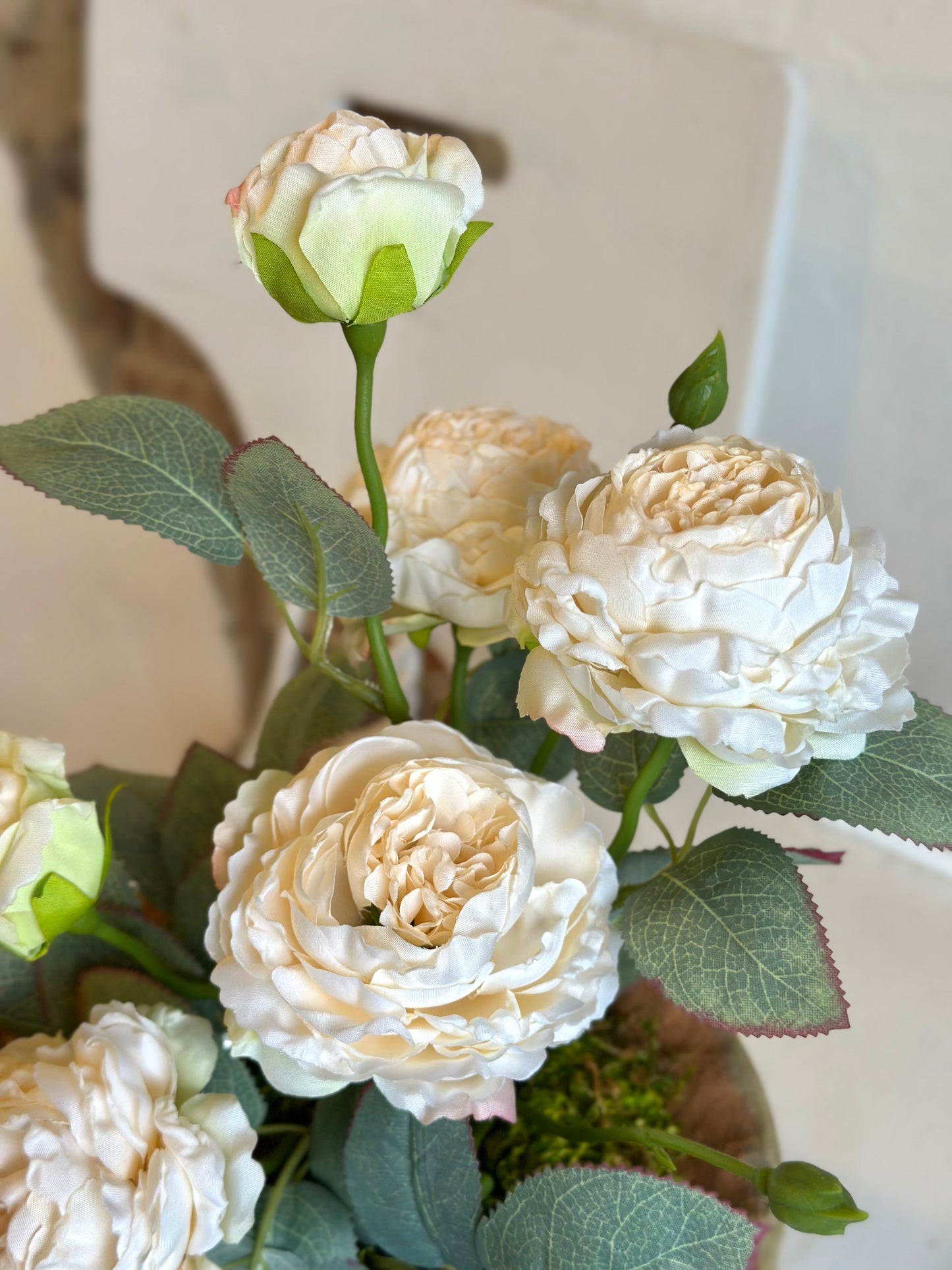 Potted “Freeze-dry” Garden Roses