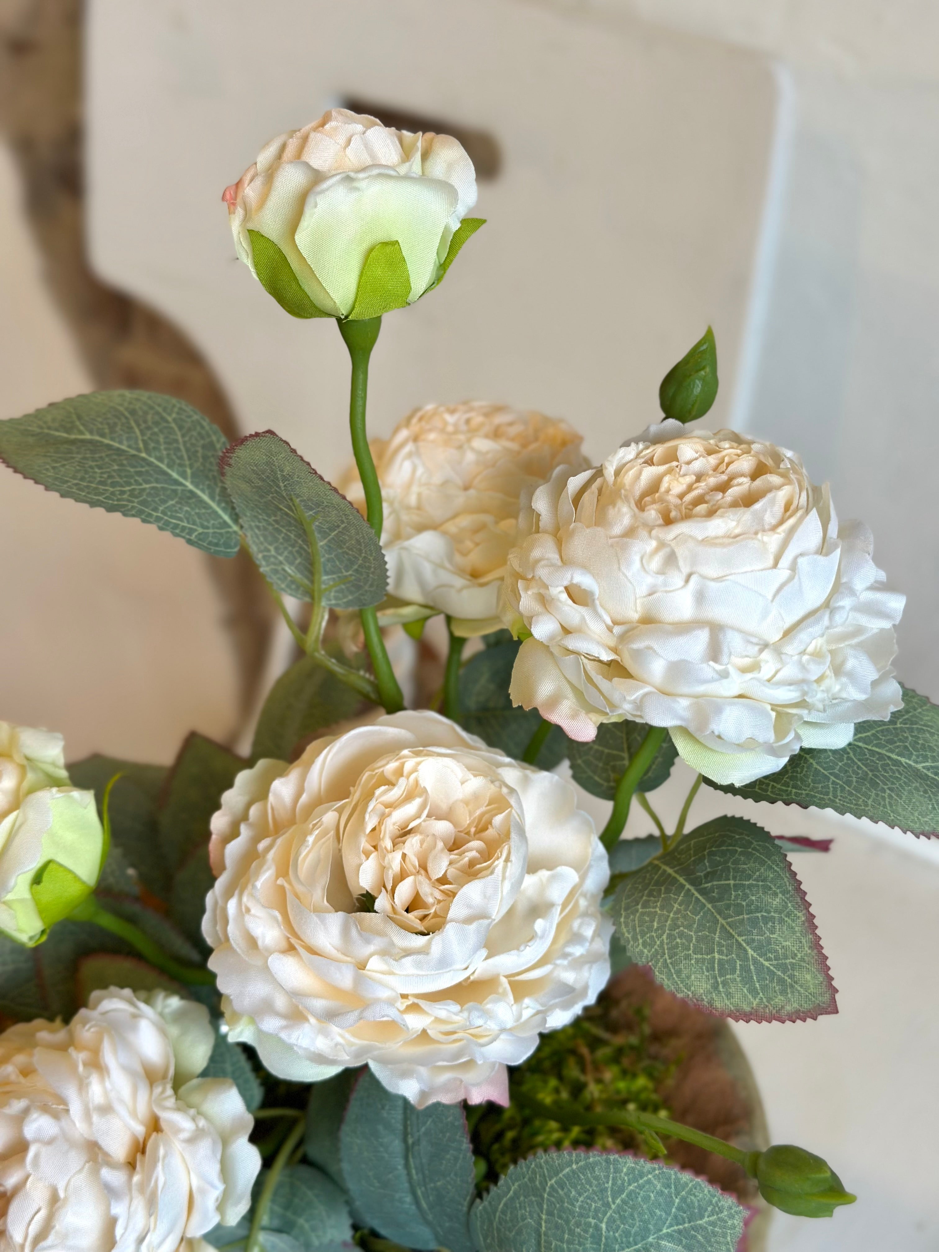Potted “Freeze-dry” Garden Roses