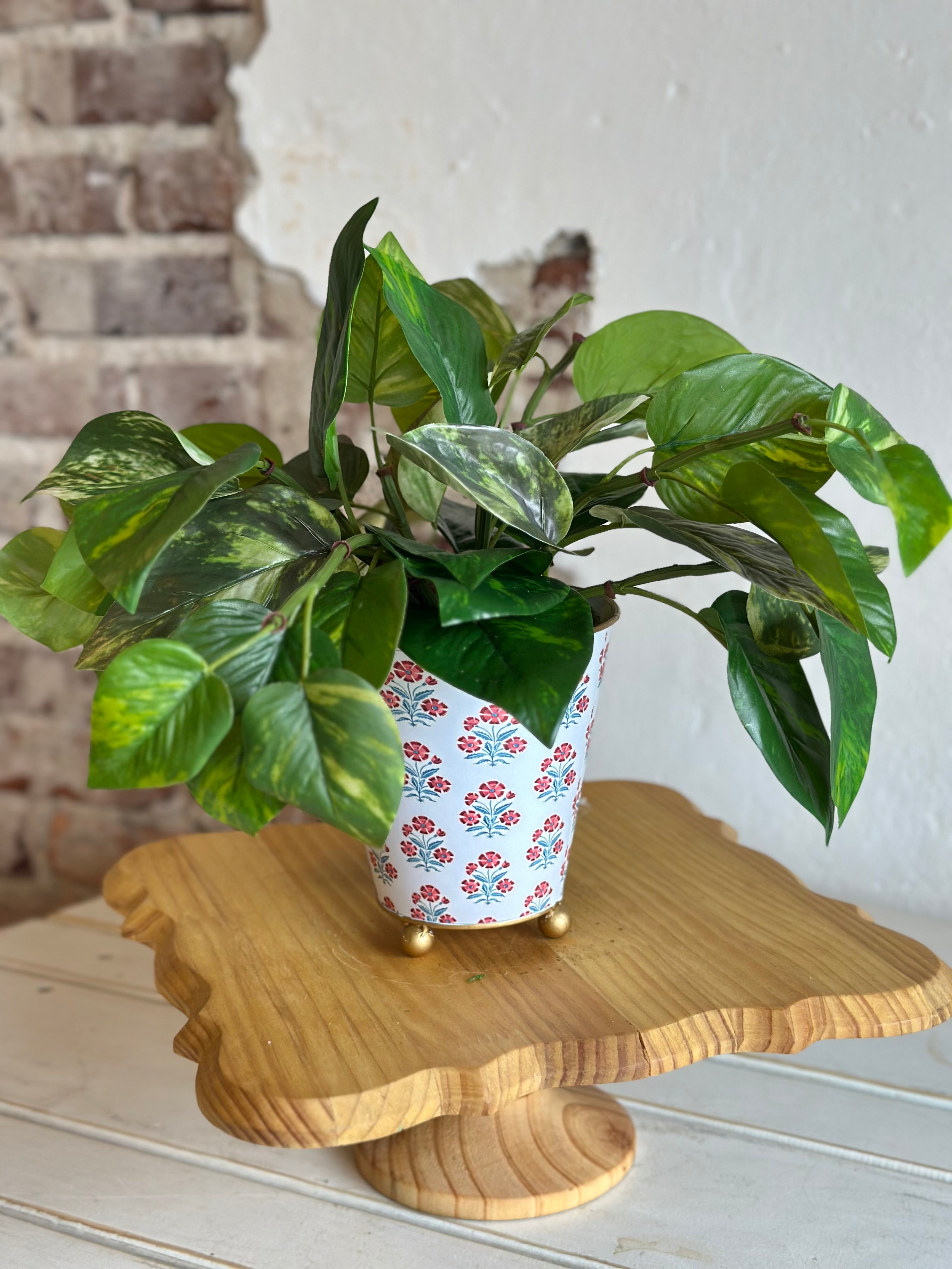 Potted Pathos Plant