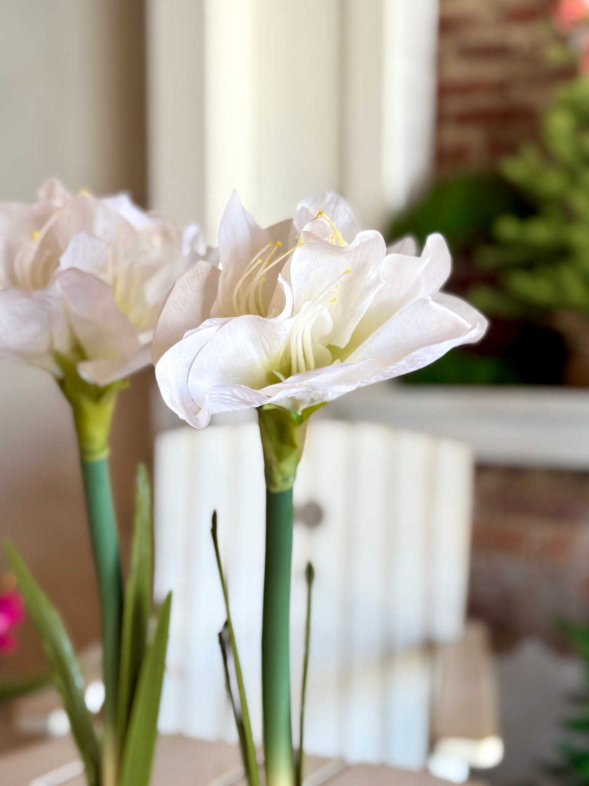 19" Real Touch White Amaryllis Bulb