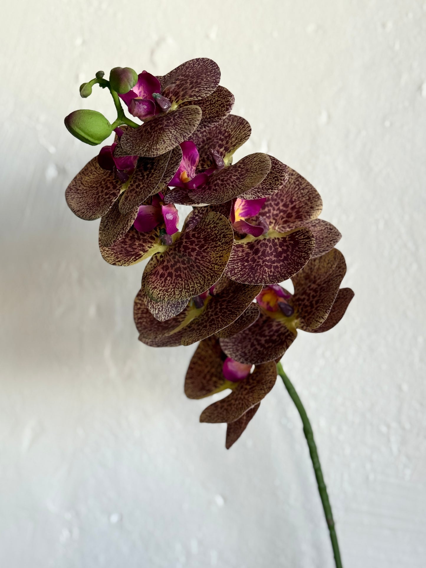 28" GREENHOUSE PHALAENOPSIS SPRAY
