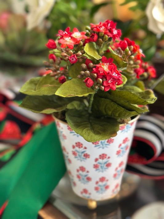 Potted Kalanchoe Bush