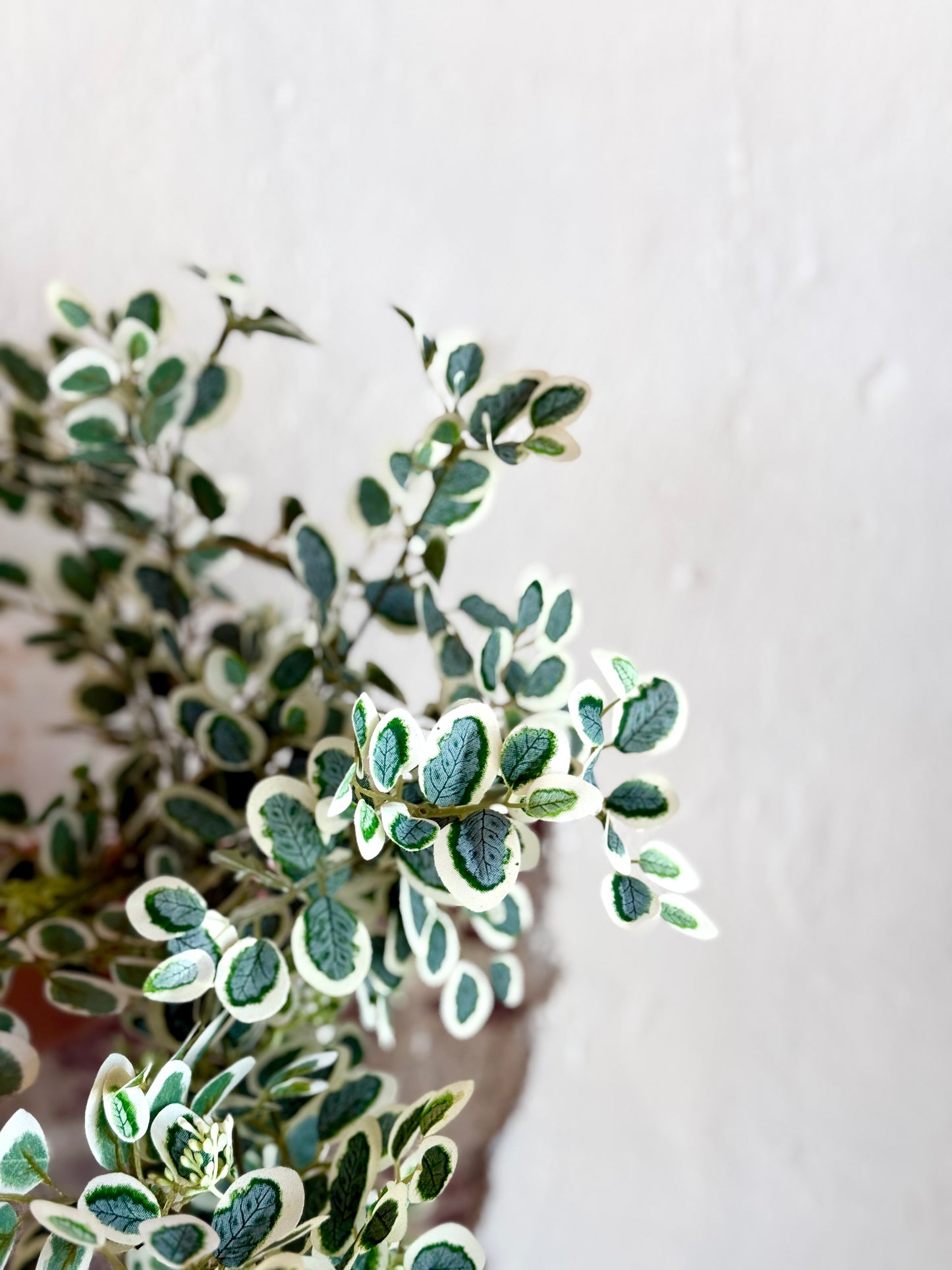 35" HANGING VARIEGATED BUTTON LEAF BUSH