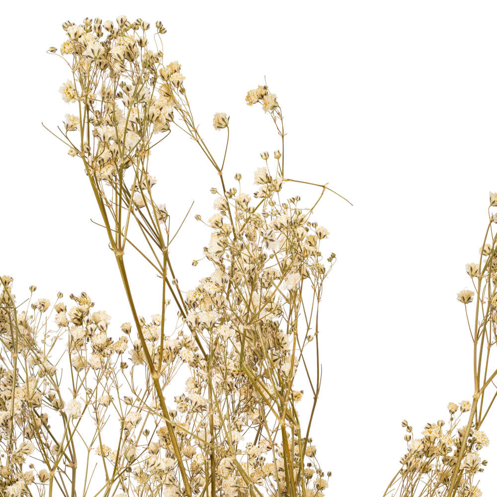24” Natural White Dried Gypsophila