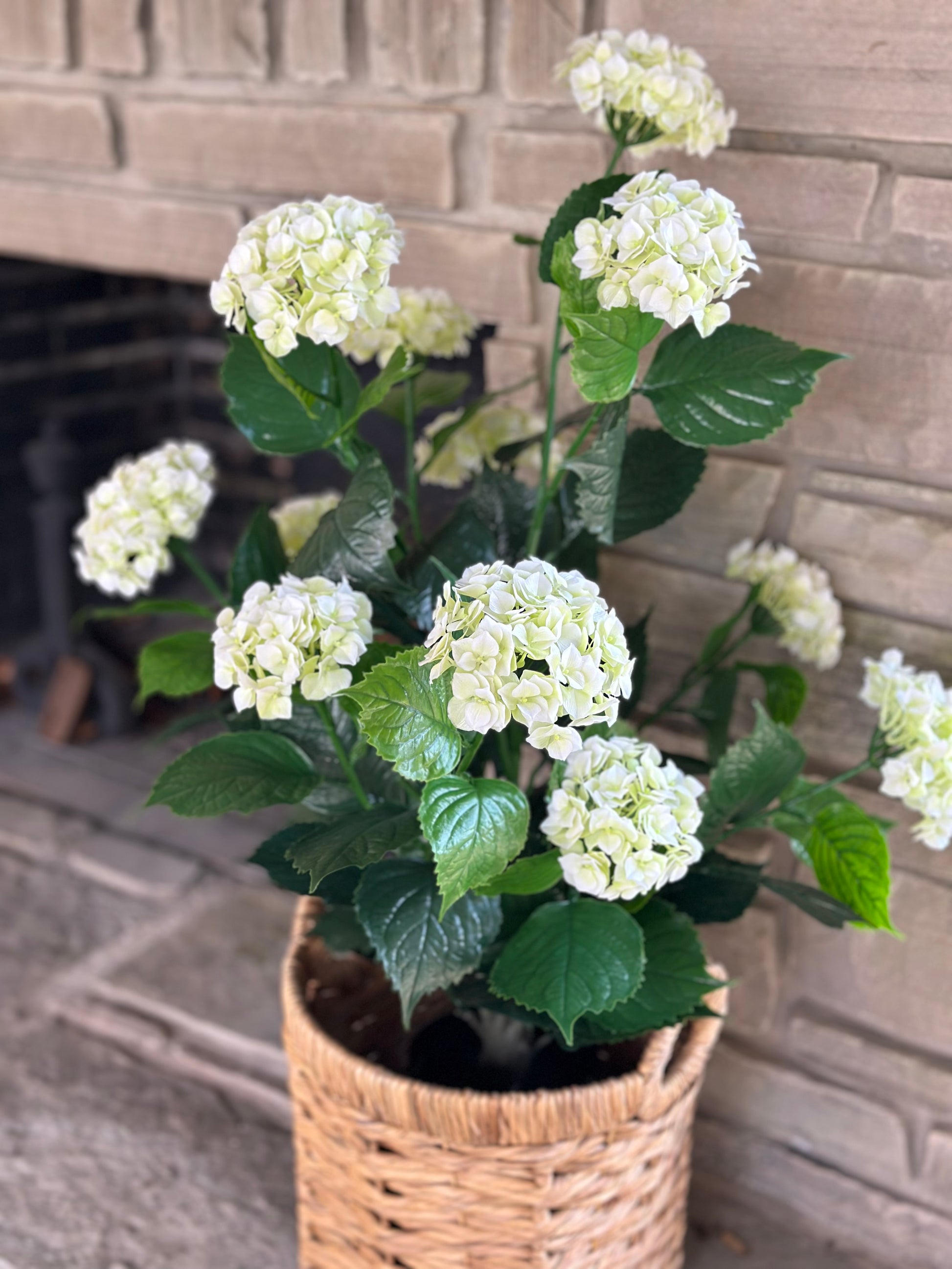 white hydrangea plant in pots White Hydrangea Bush in Pot – Hoskins In The Flat Clinton