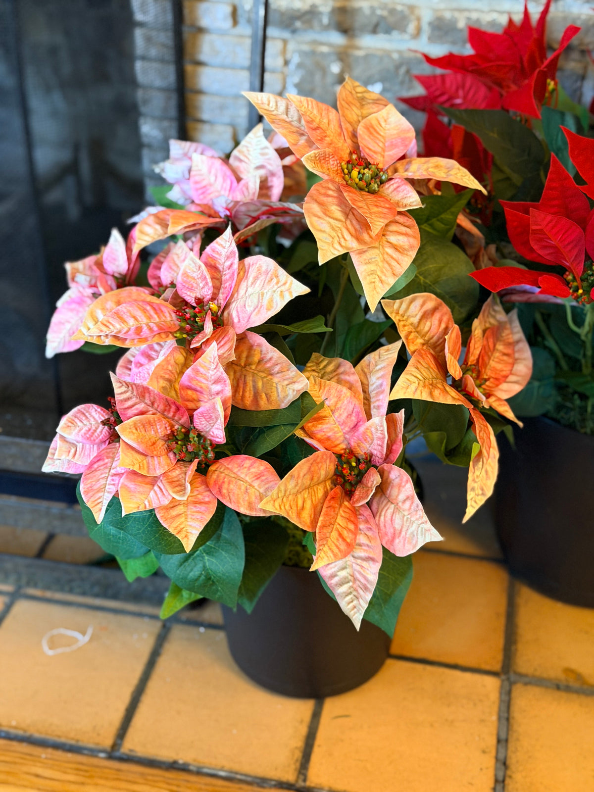 Small Potted Pink Poinsettia Bush