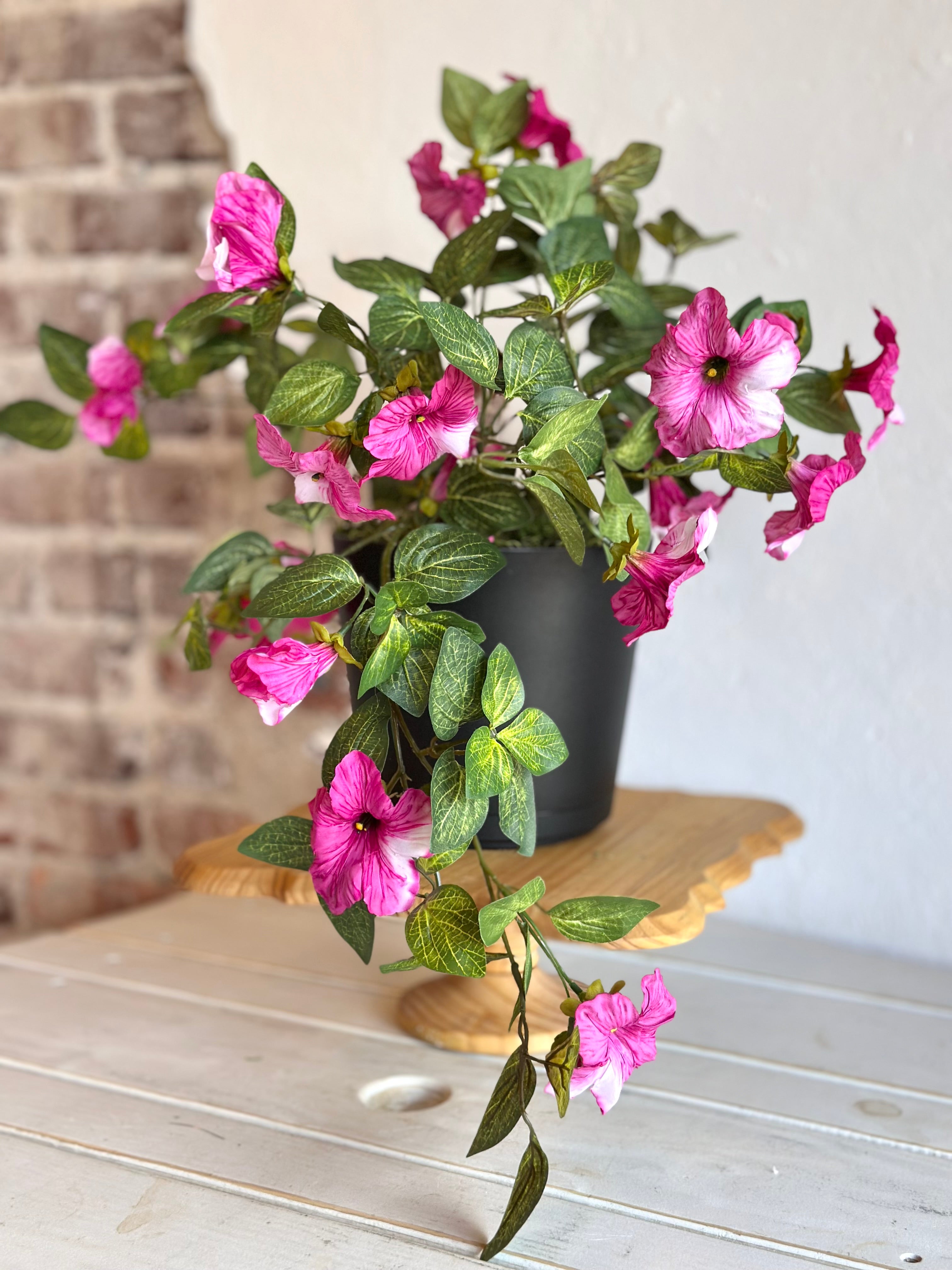 Potted Petunia
