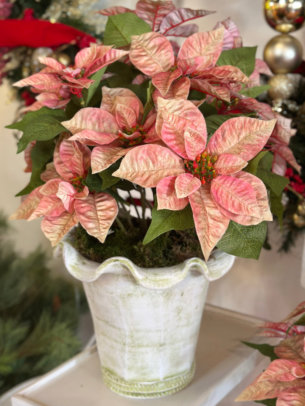 Botanical Collection Potted Poinsettias (White Pot)