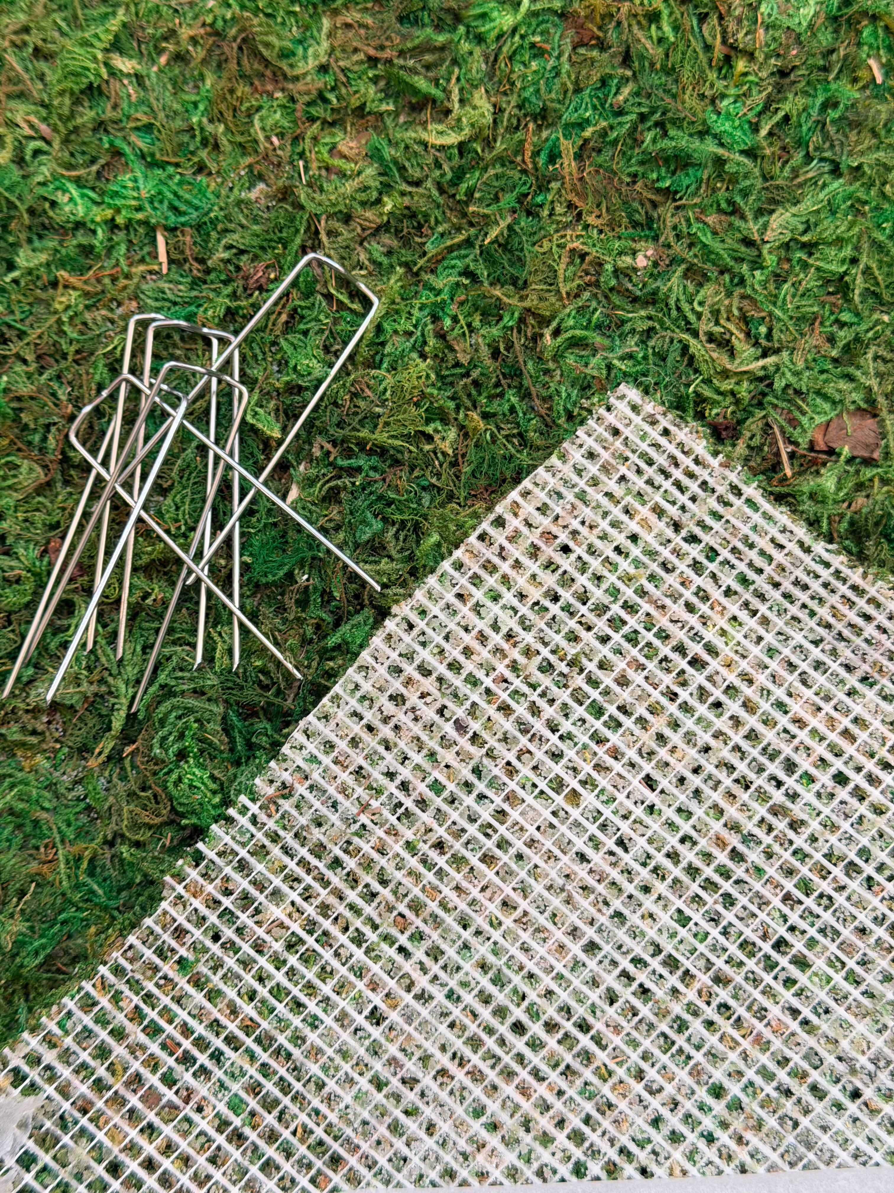 Preserved Green Sheet Moss