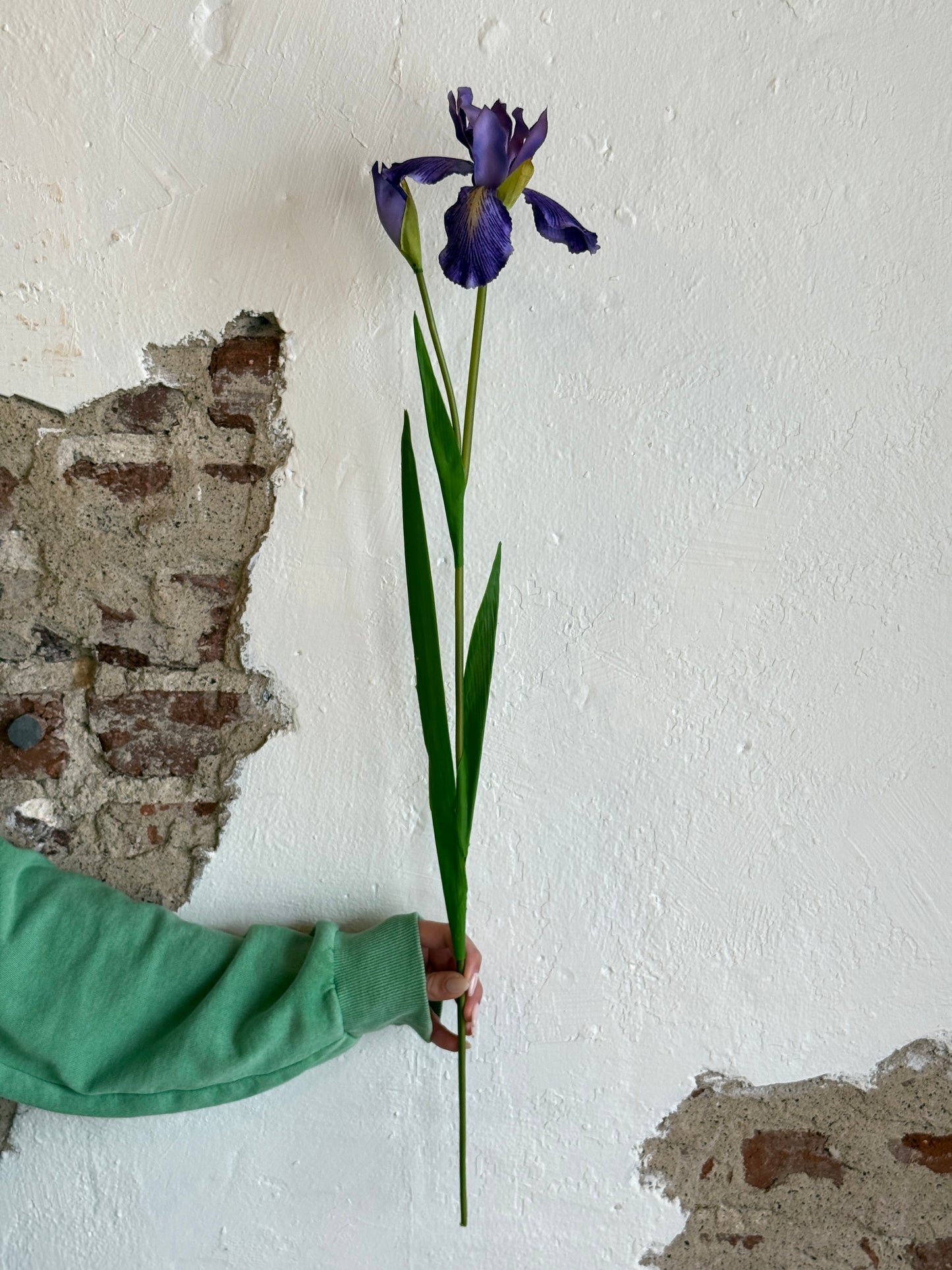 28" Violet Dutch Iris and Bud
