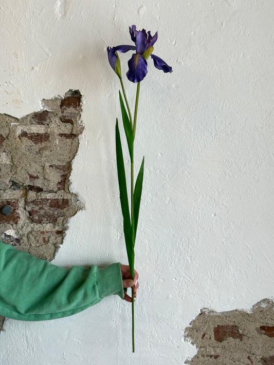 28" Violet Dutch Iris and Bud