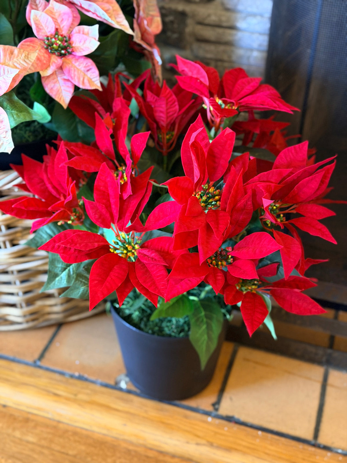 Small Potted Red Velvet Poinsettia Bush
