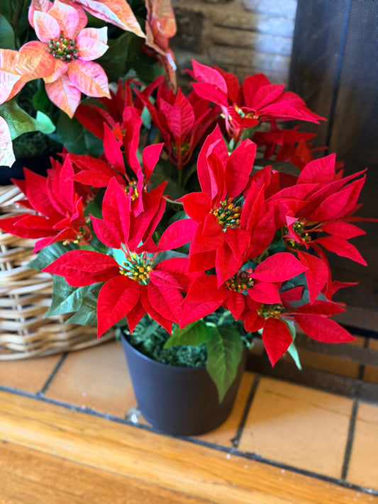 Small Potted Red Velvet Poinsettia Bush