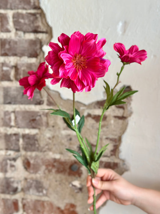 27" Cosmos Spray