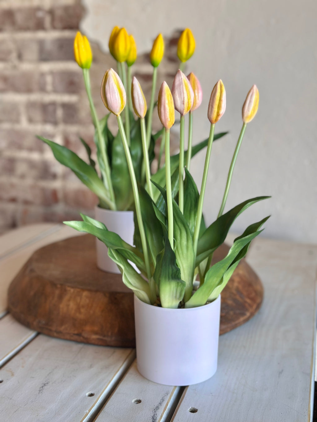 Pink Potted Tulips