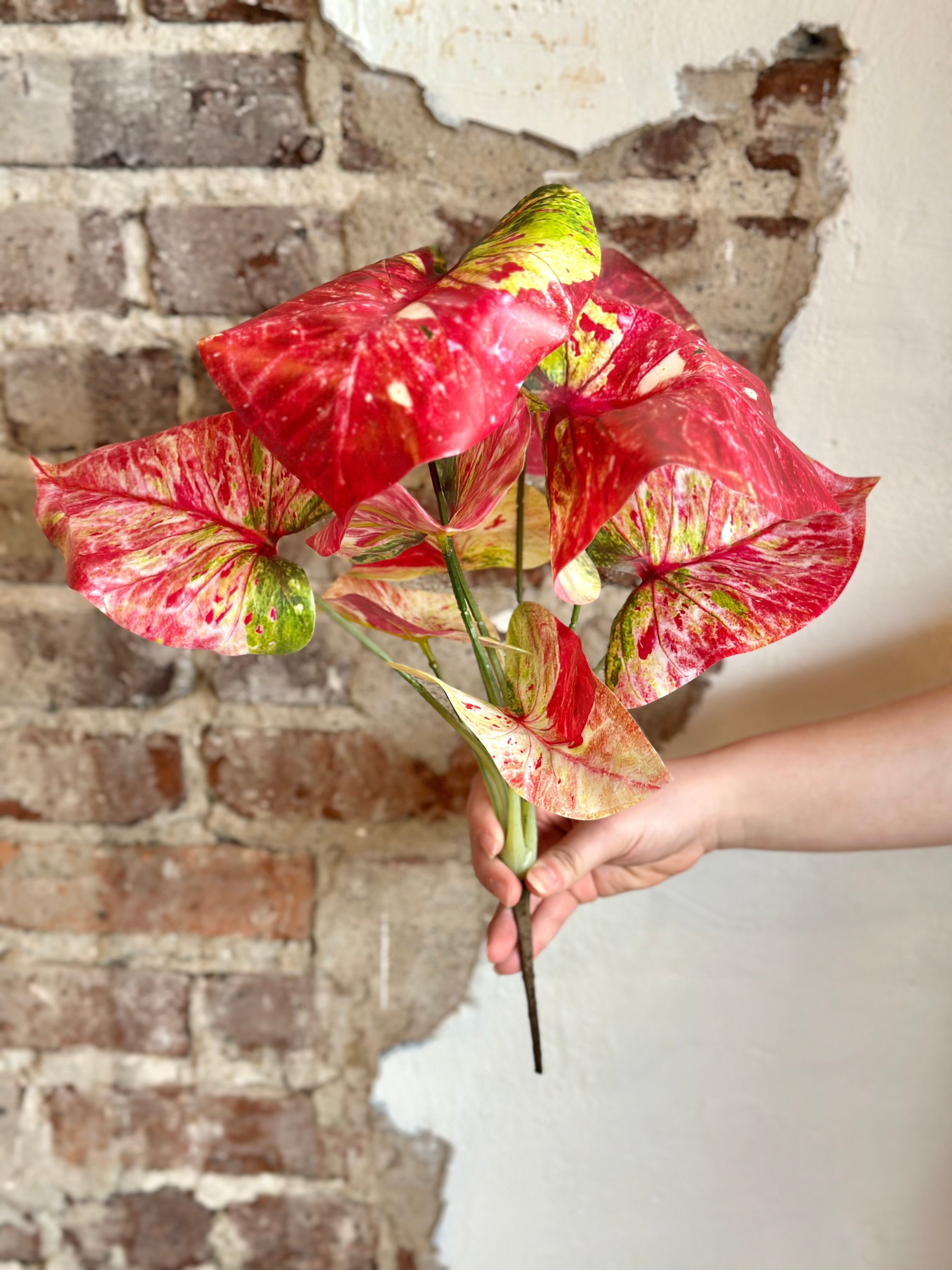 16" Summer Caladium Plant