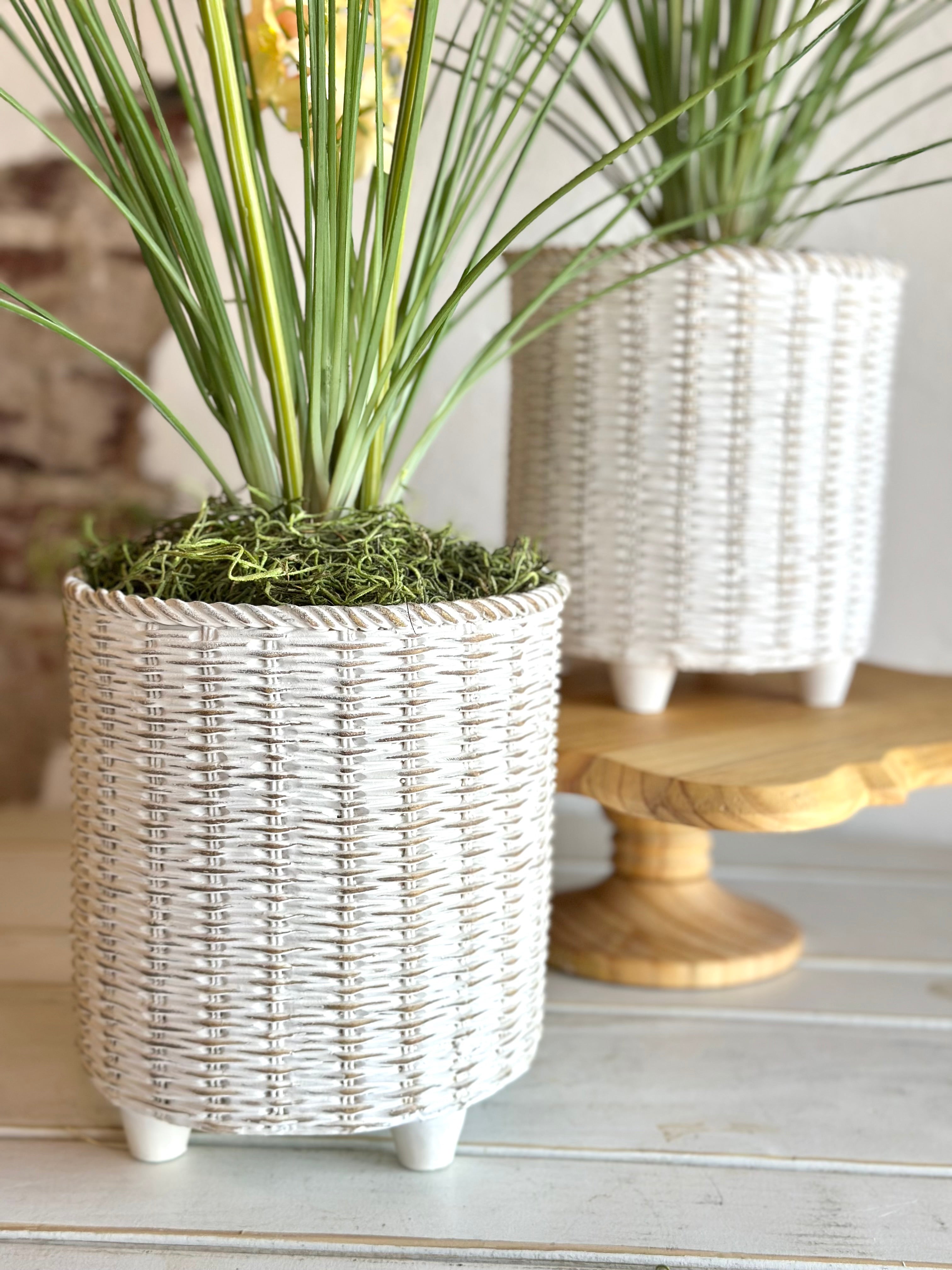 Potted Delphinium in Wicker Style Pot