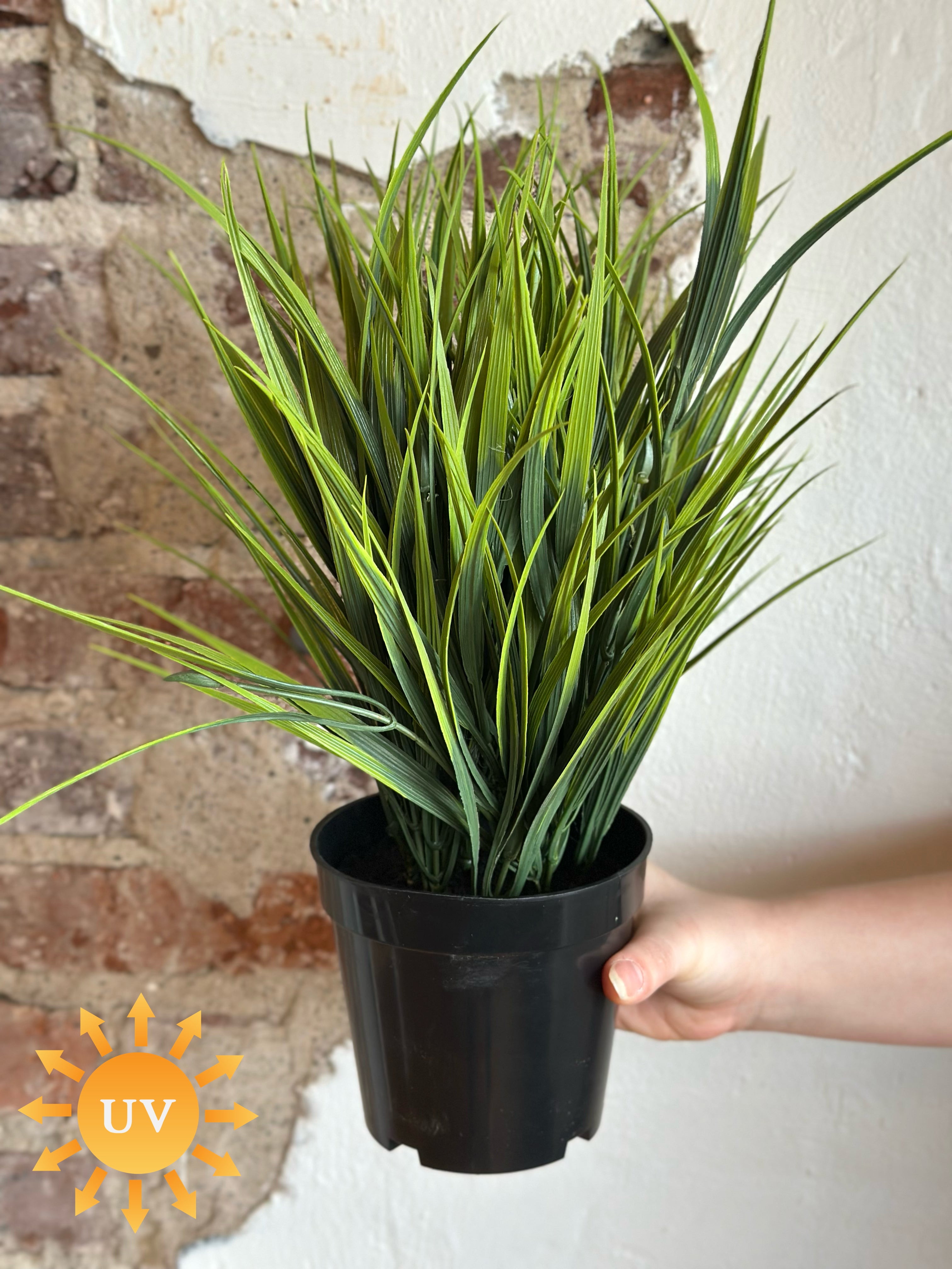 15" Spider Grass in Pot
