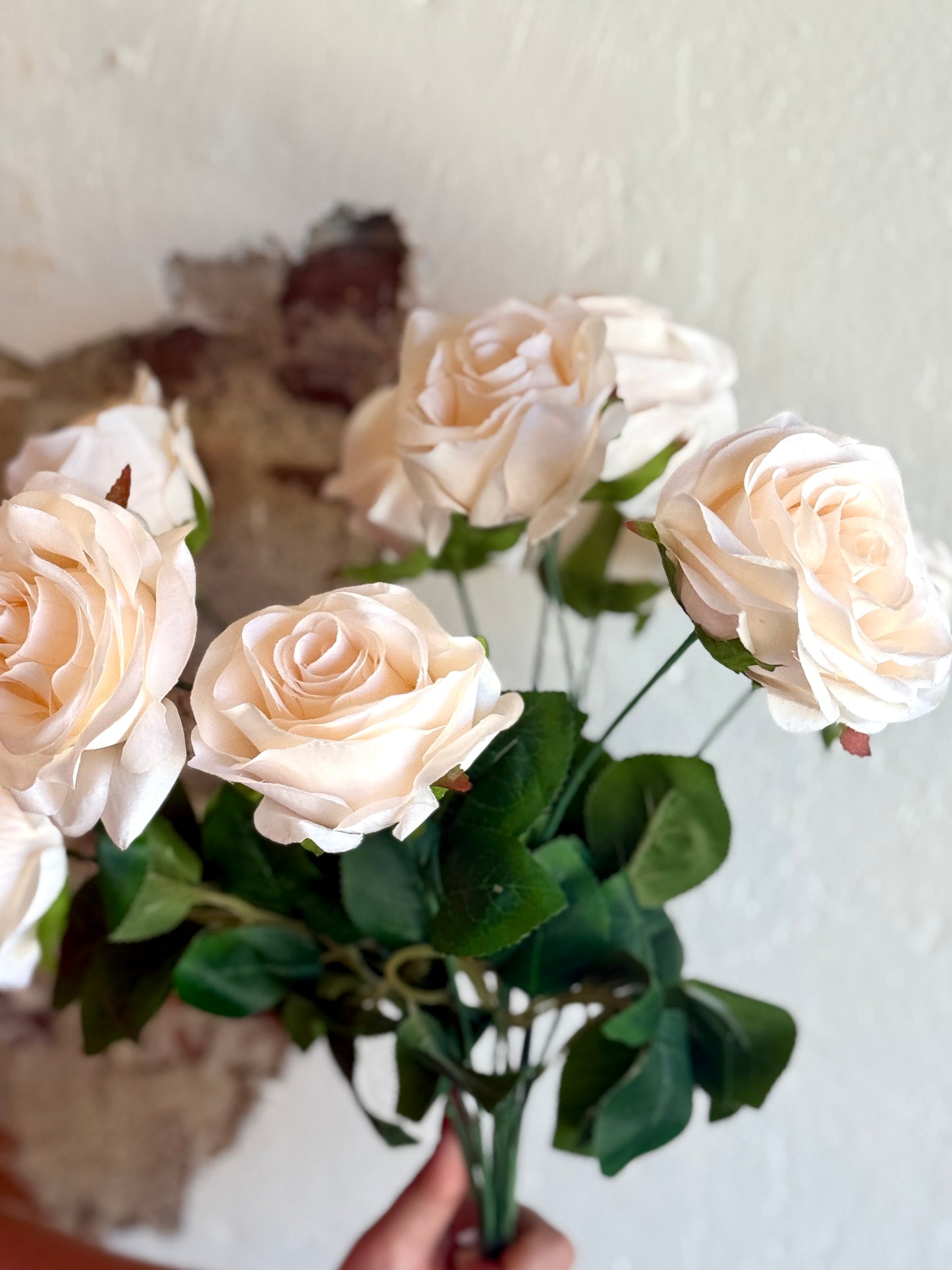 18" BRIDAL ROSE BUSH X9,; 3" BLOOMS, CANDLELIGHT