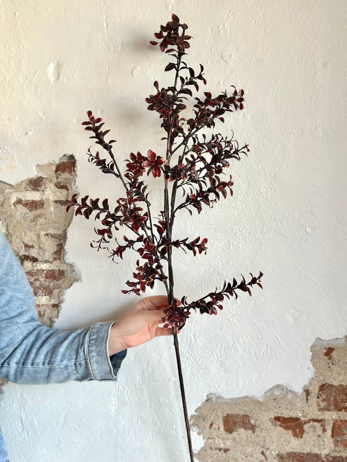 Burgundy Variegated Boxwood Stem