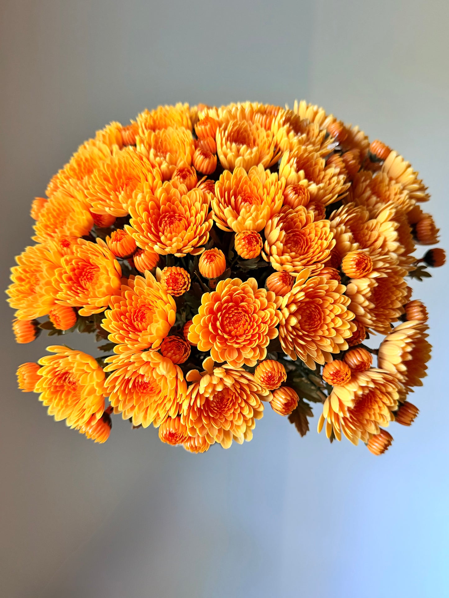 14.17" MUM BUSH / UV PROOF