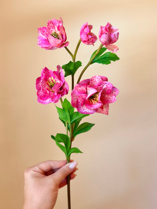 24" Just Cut Helleborus w/Bud