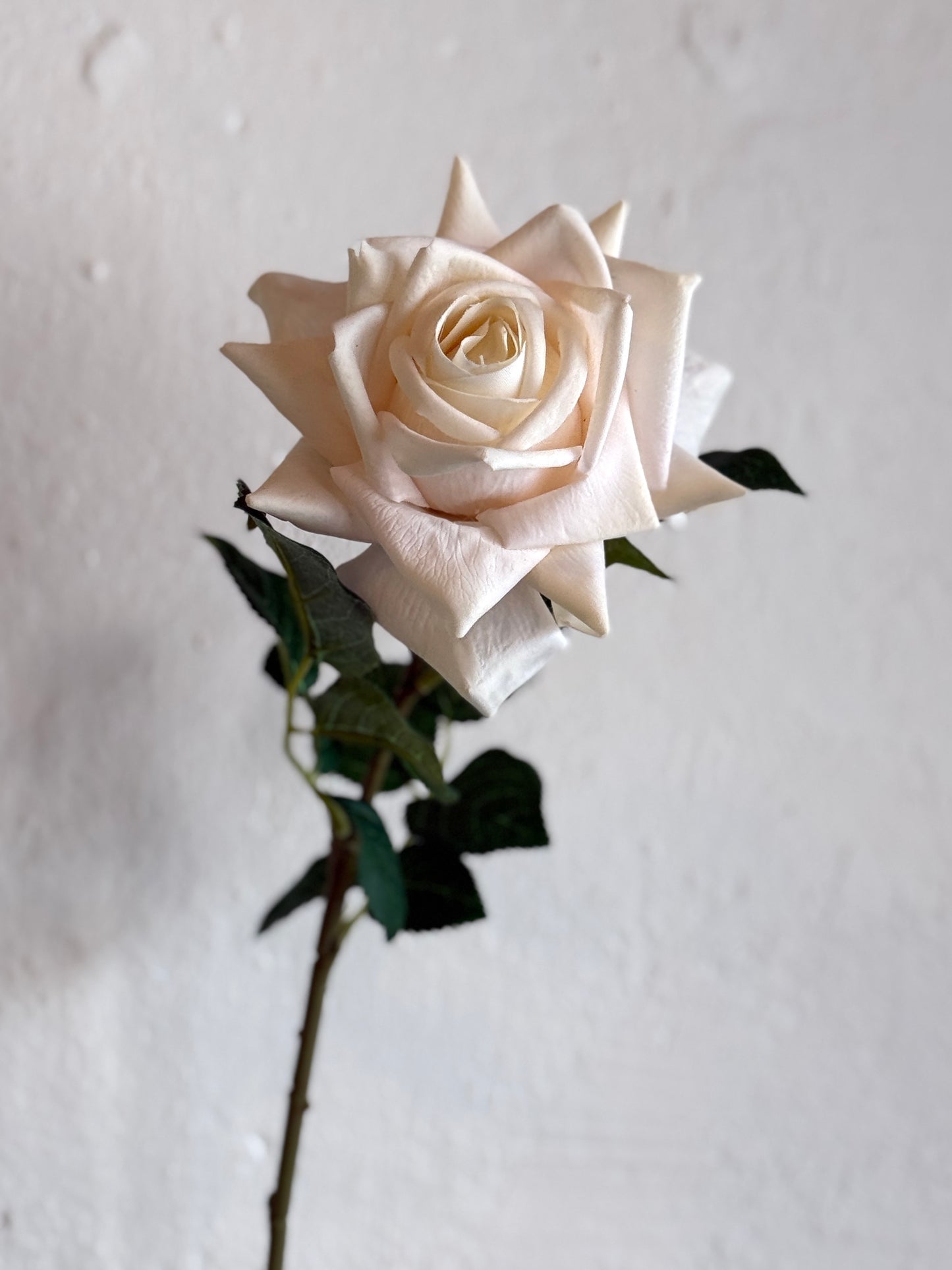 25" Cream White Real Touch Duchess Rose Stem