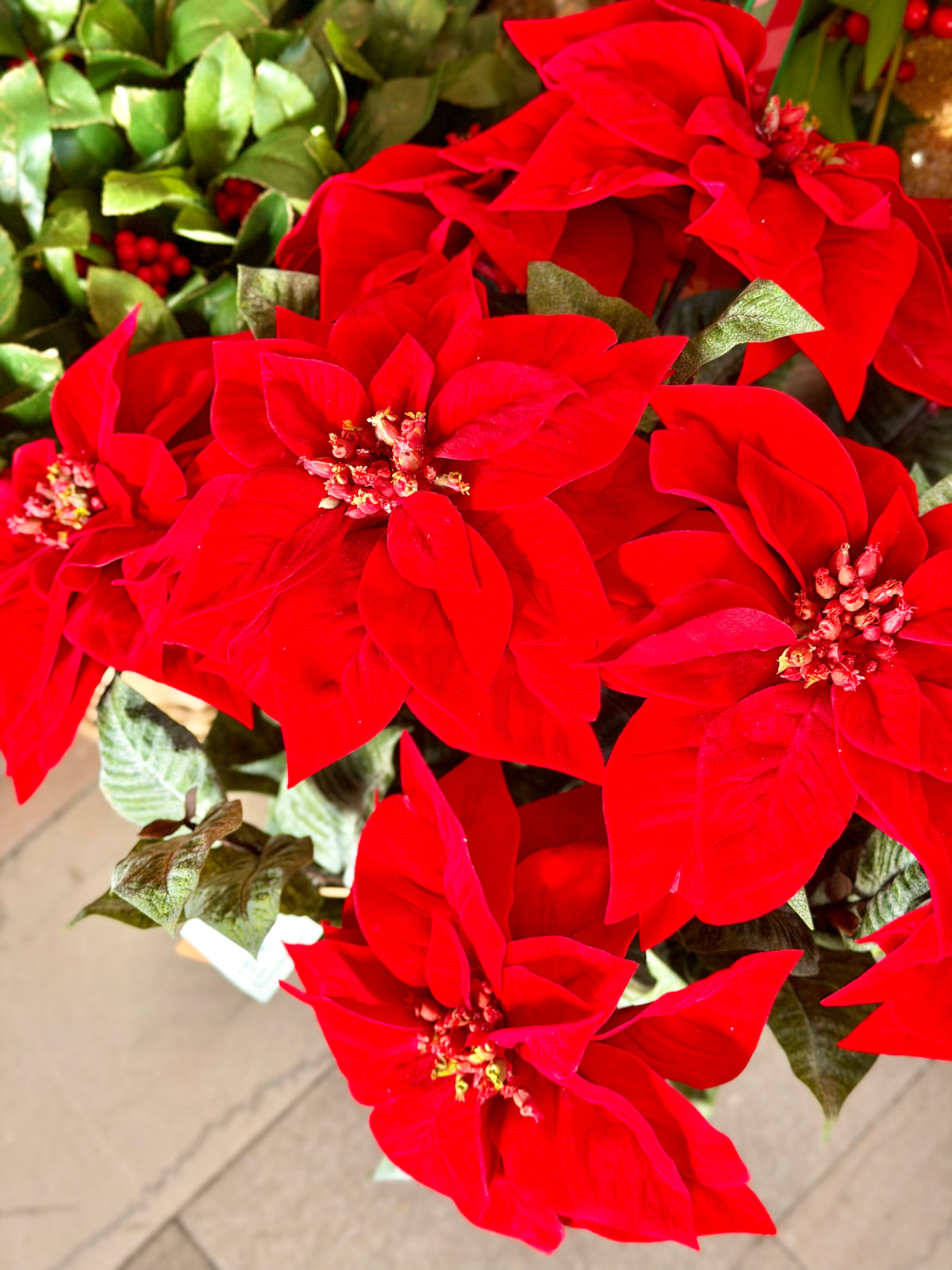 24" UV VELVET POTTED POINSETTIA