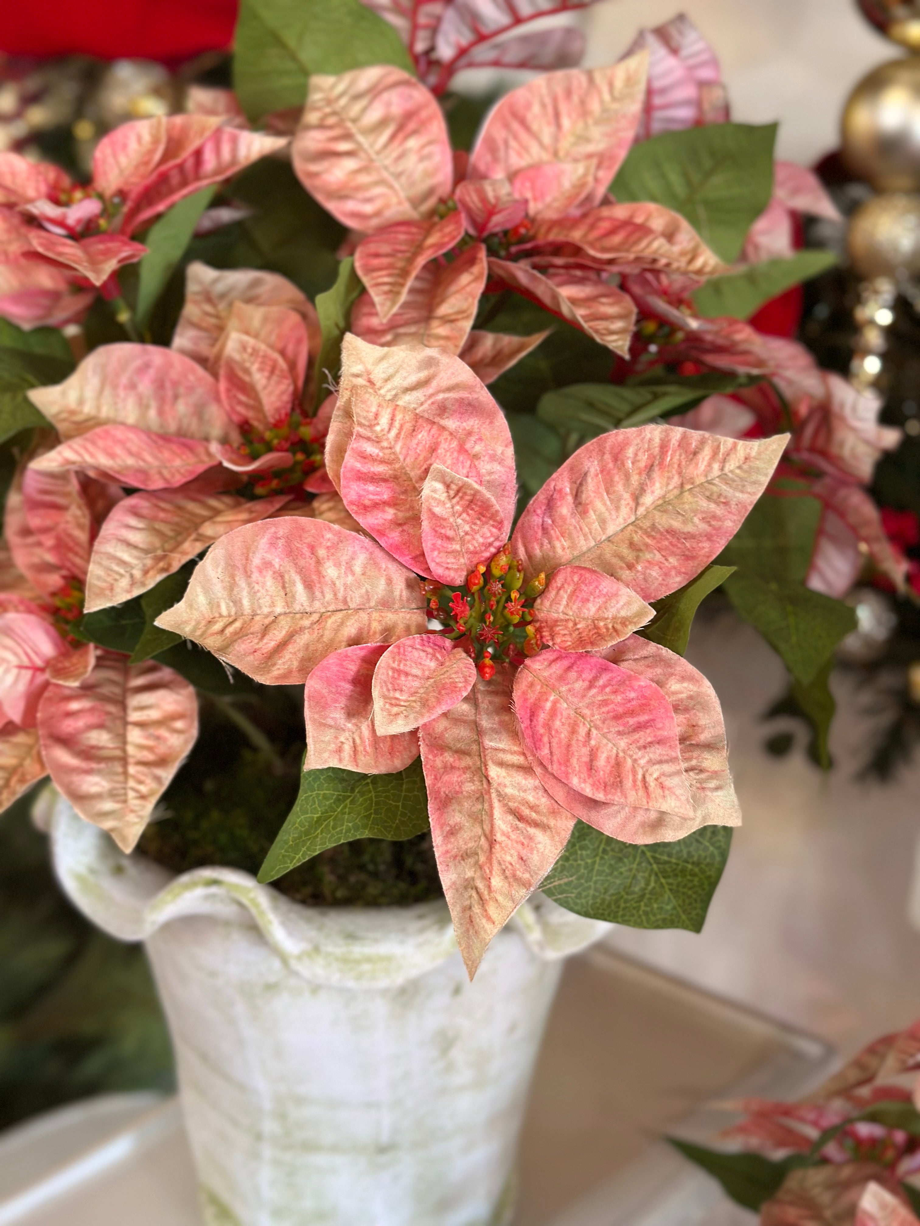 Botanical Collection Potted Poinsettias (White Pot)