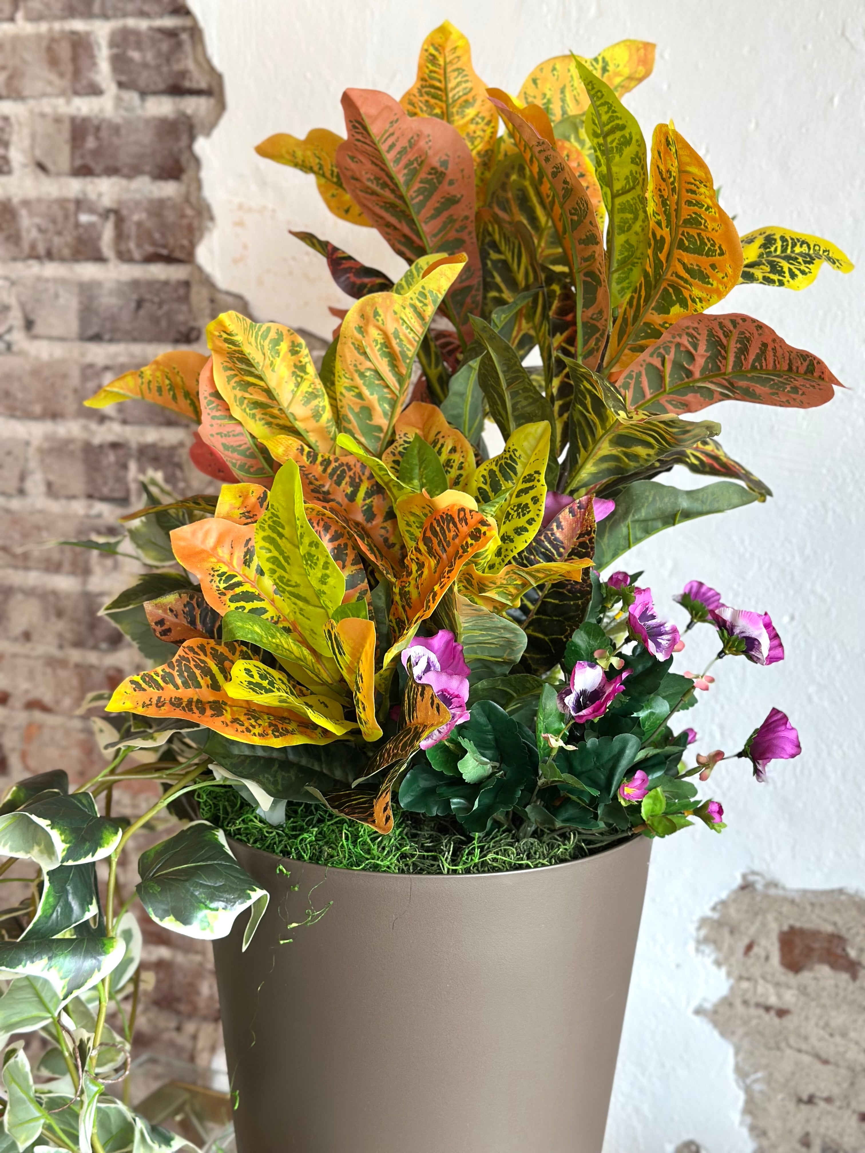 Croton Arrangement
