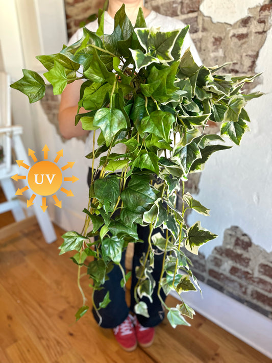 42" UV Natural Touch Garden Ivy Hanging Bush