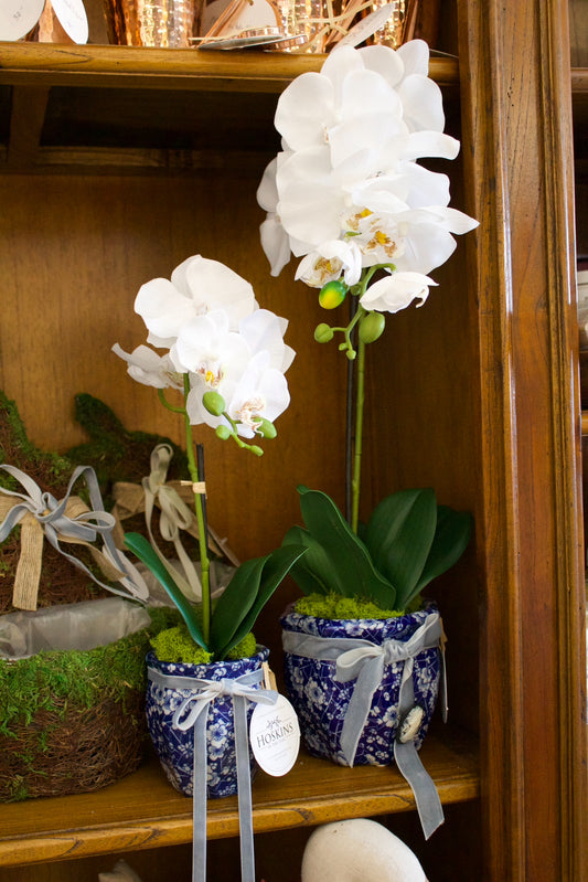 Potted White Orchid in Ming Pot 22"