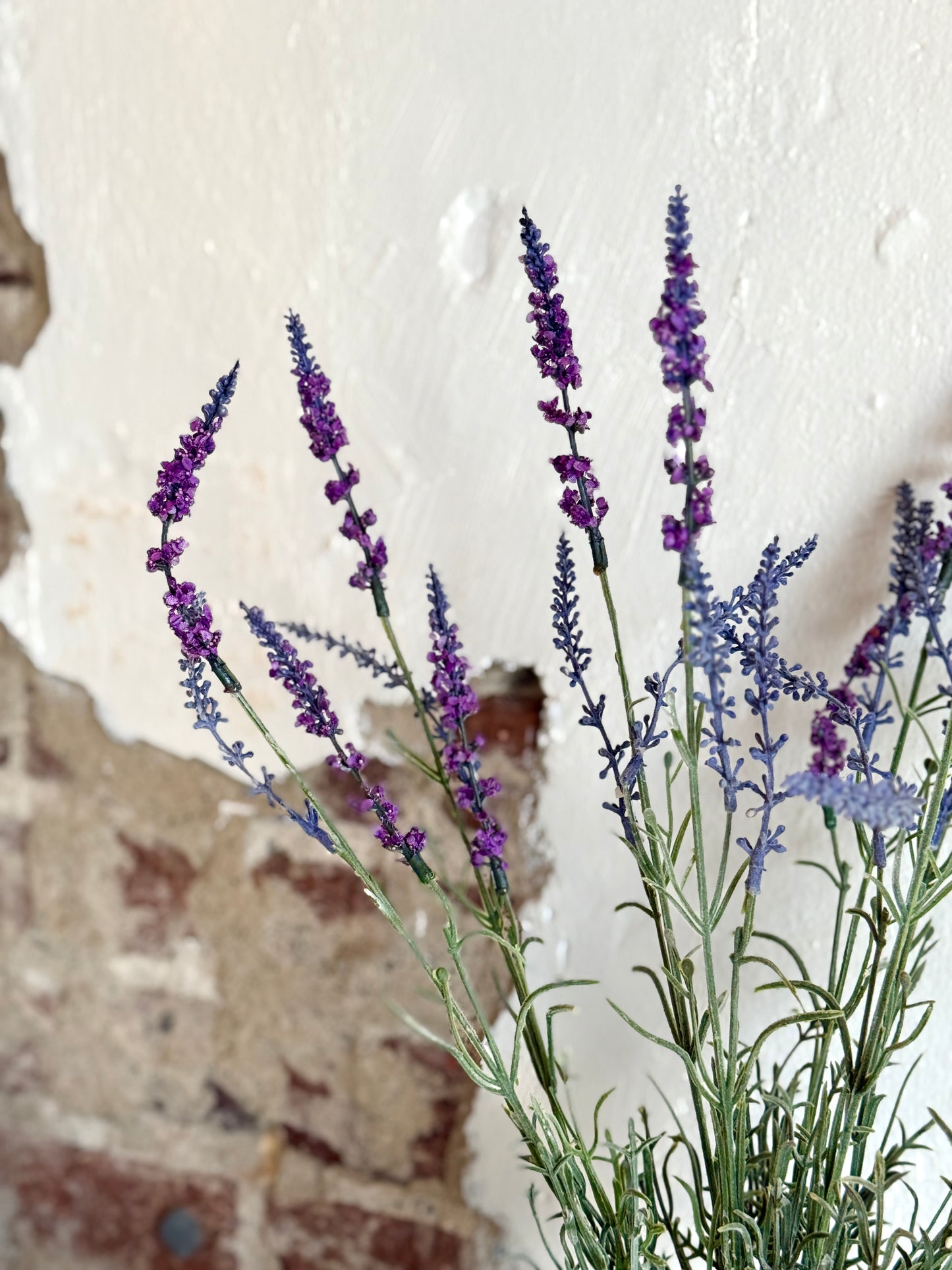 22" English Lavender Bush