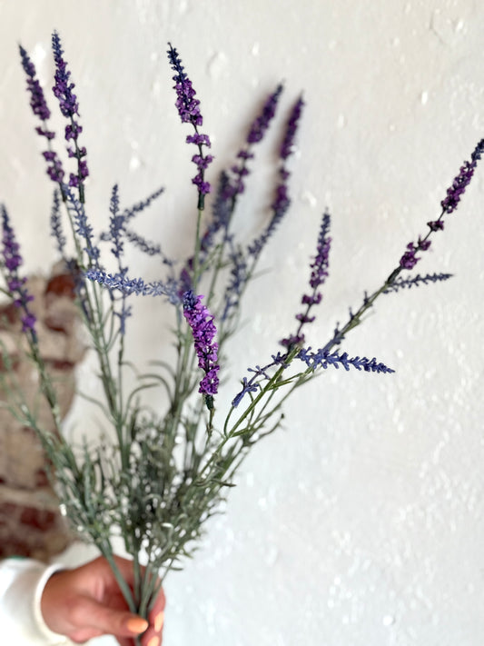 22" English Lavender Bush