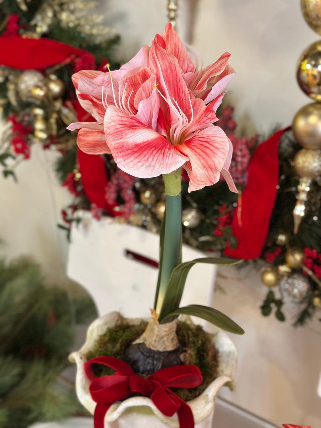 Potted Pink Amaryllis with Classic Red Velvet Bow