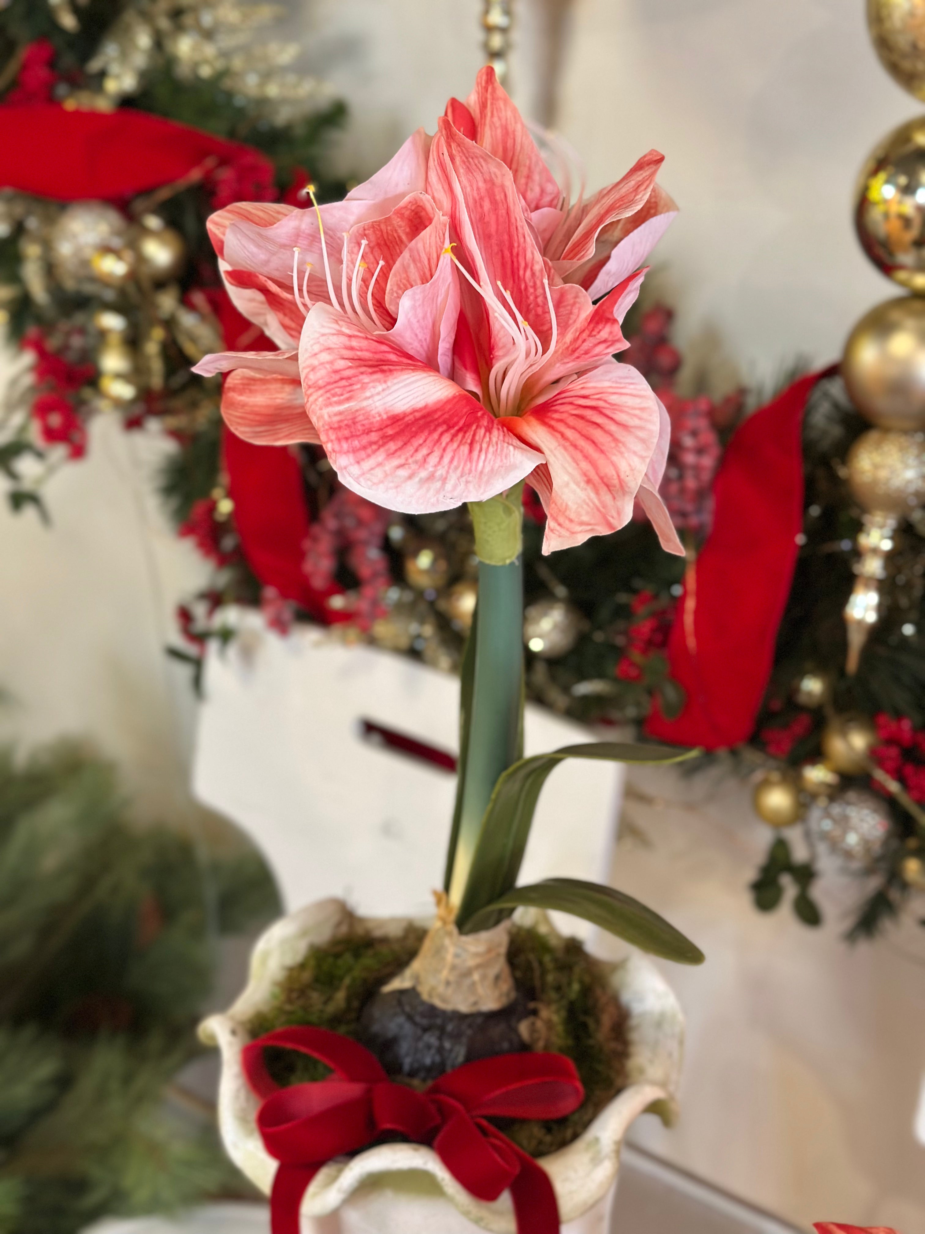 Potted Pink Amaryllis with Classic Red Velvet Bow