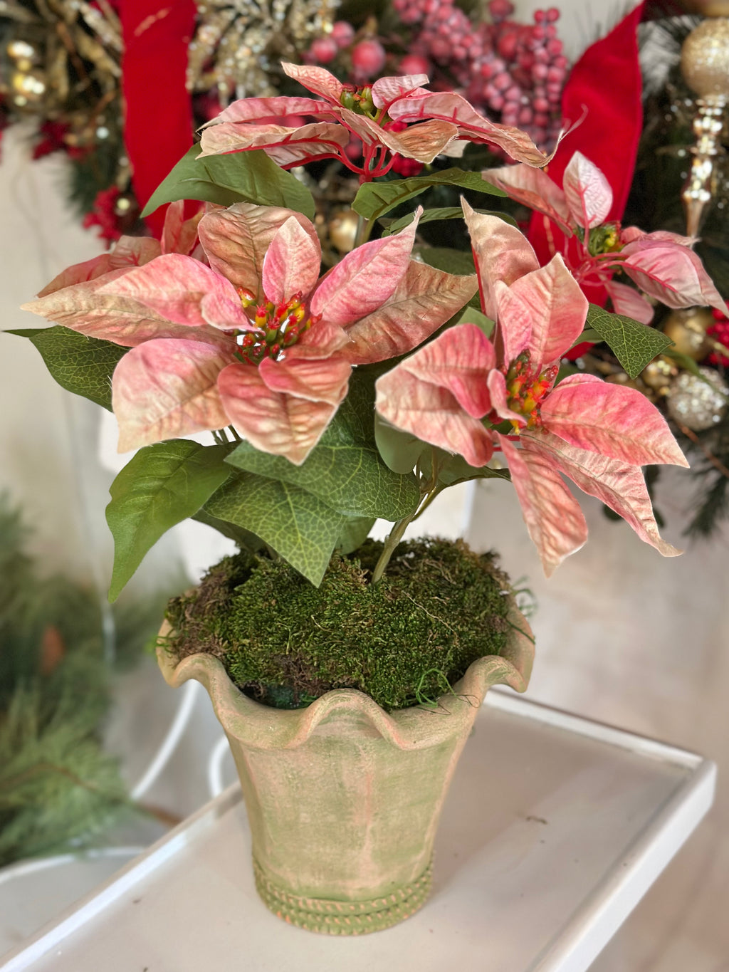 Botanical Collection Potted Poinsettias (Green Distressed Pot)